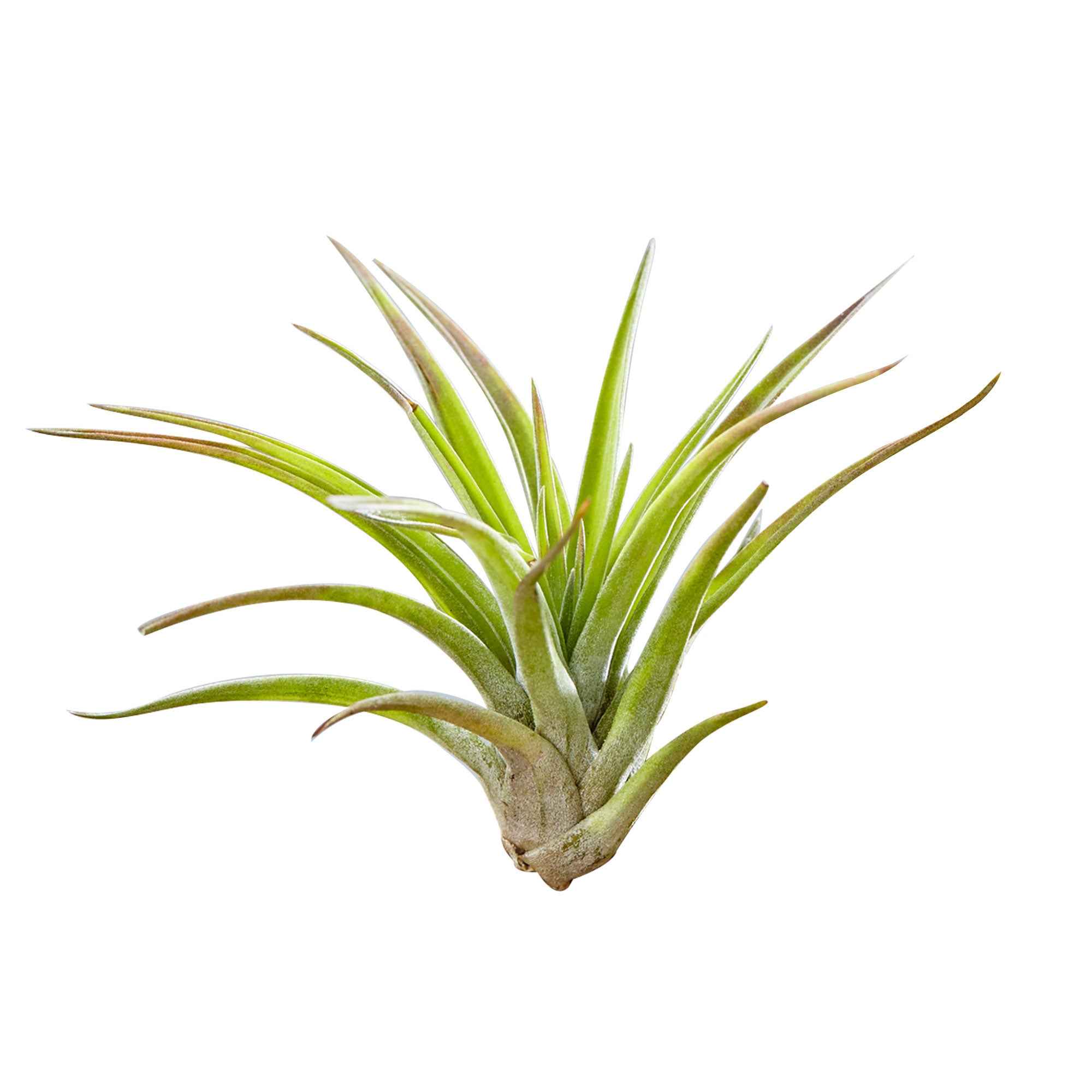 Miniatuur 2