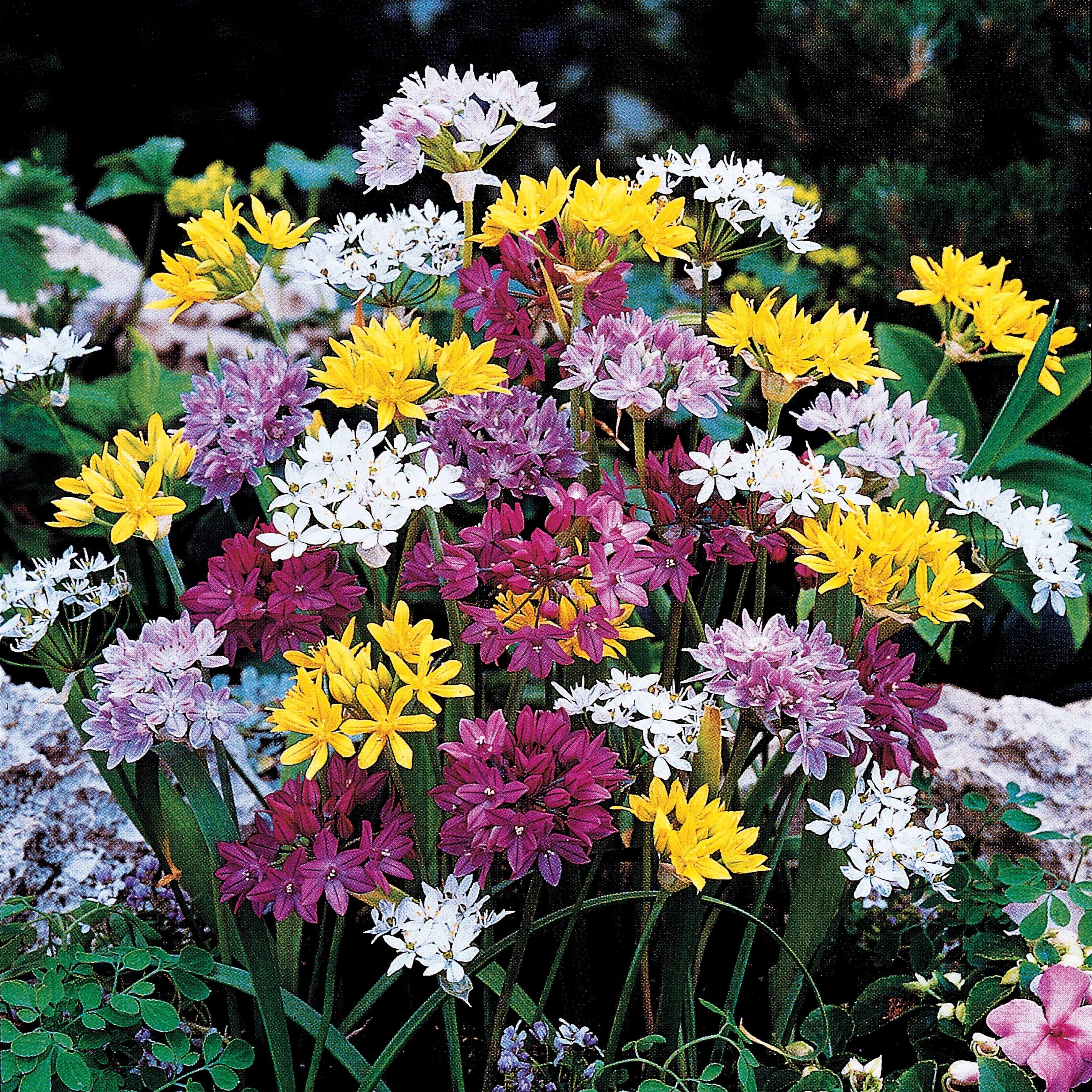 Miniatuur 2
