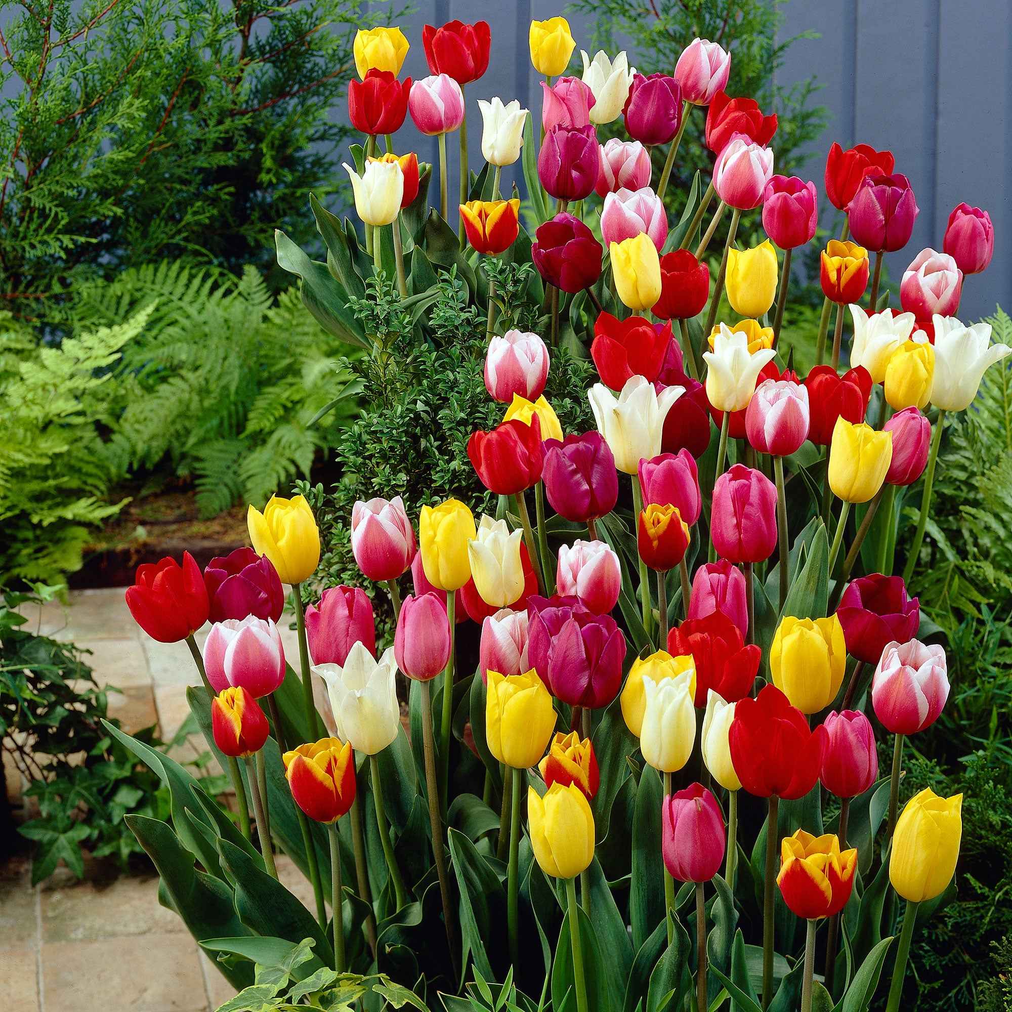 Miniatuur 1