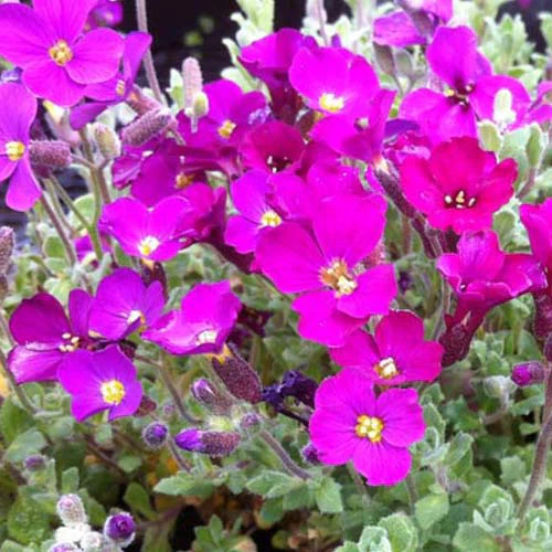 Miniatuur 1