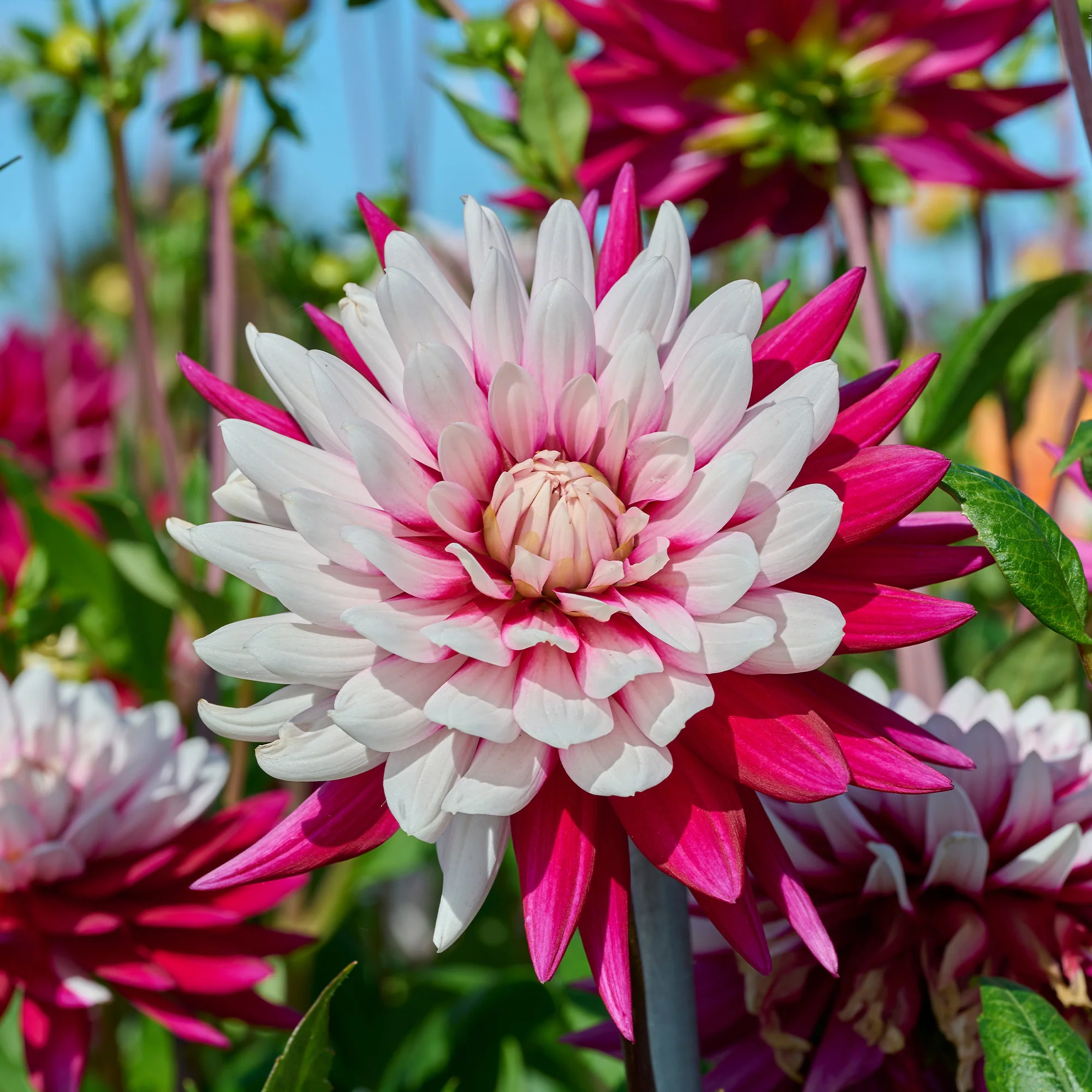 Miniatuur 1