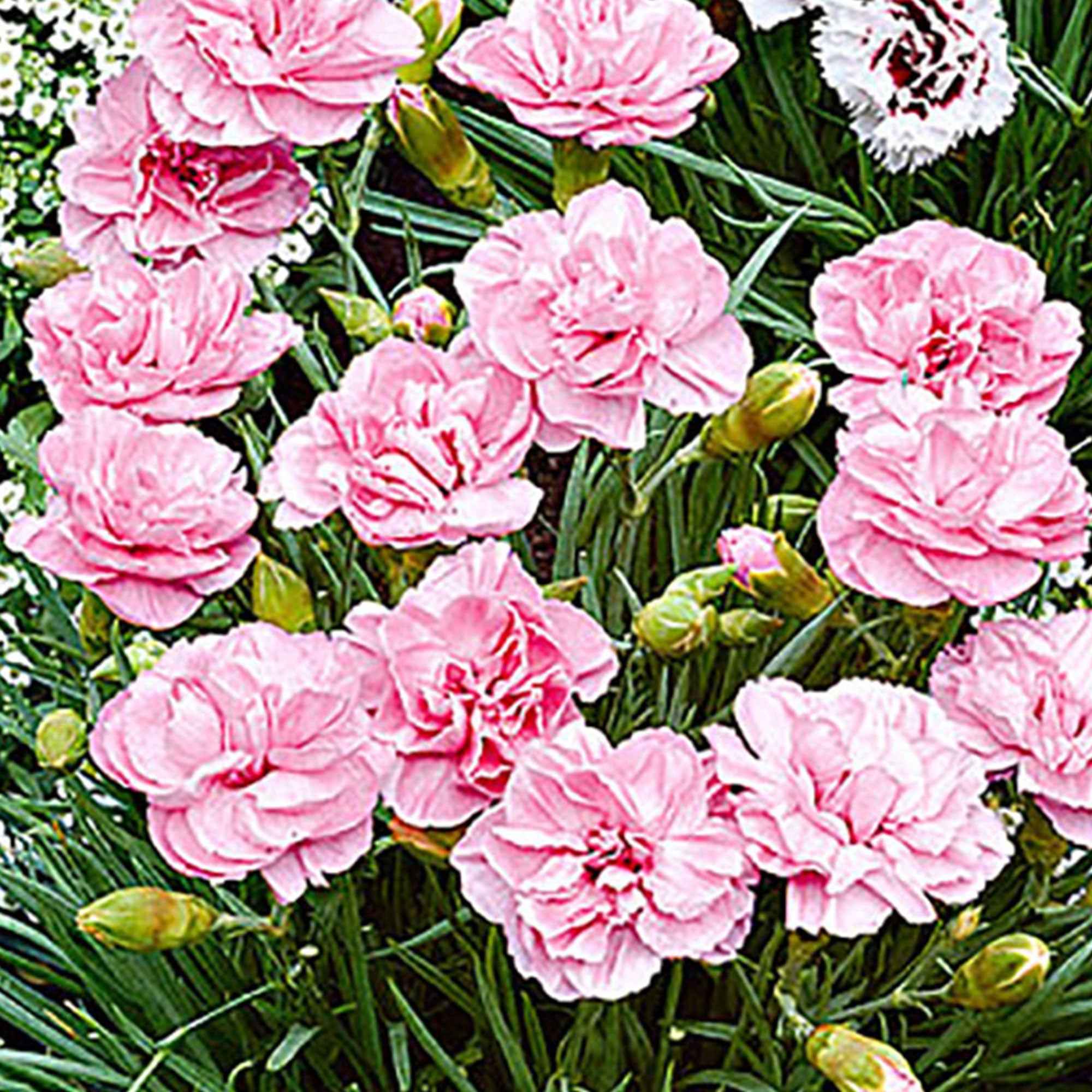 Miniatuur 2