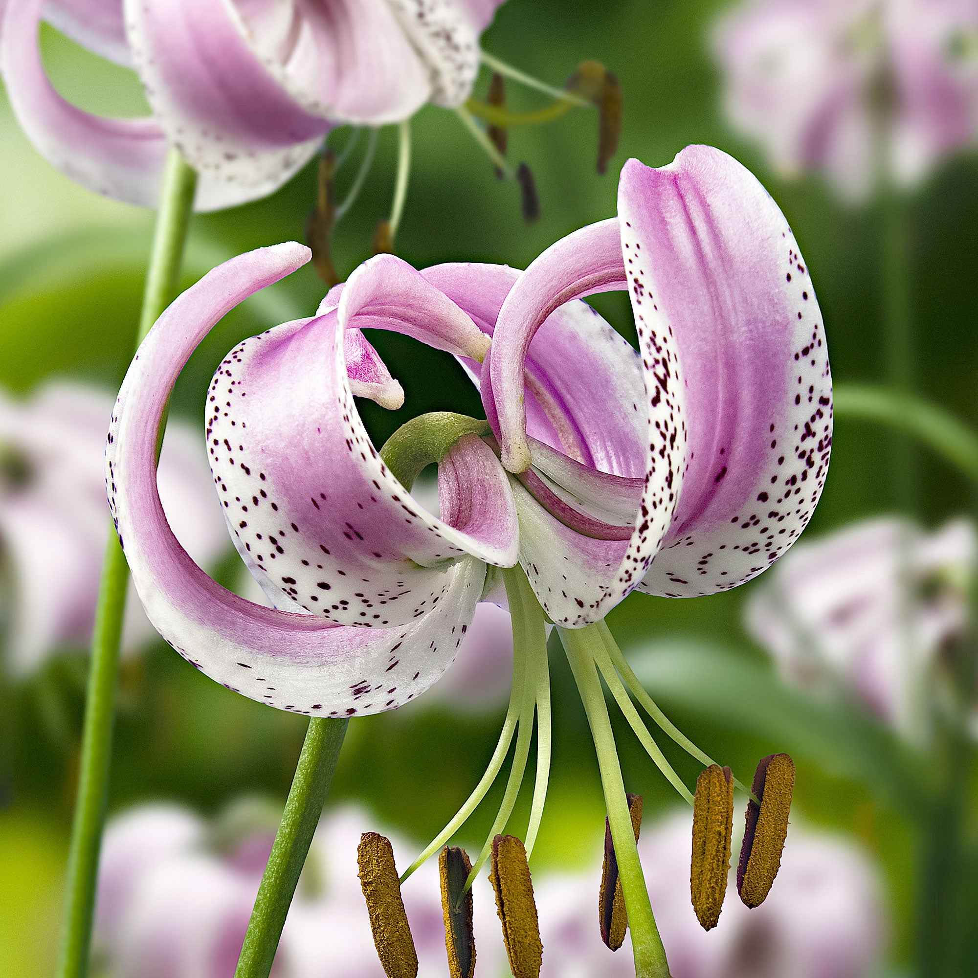 Miniatuur 1