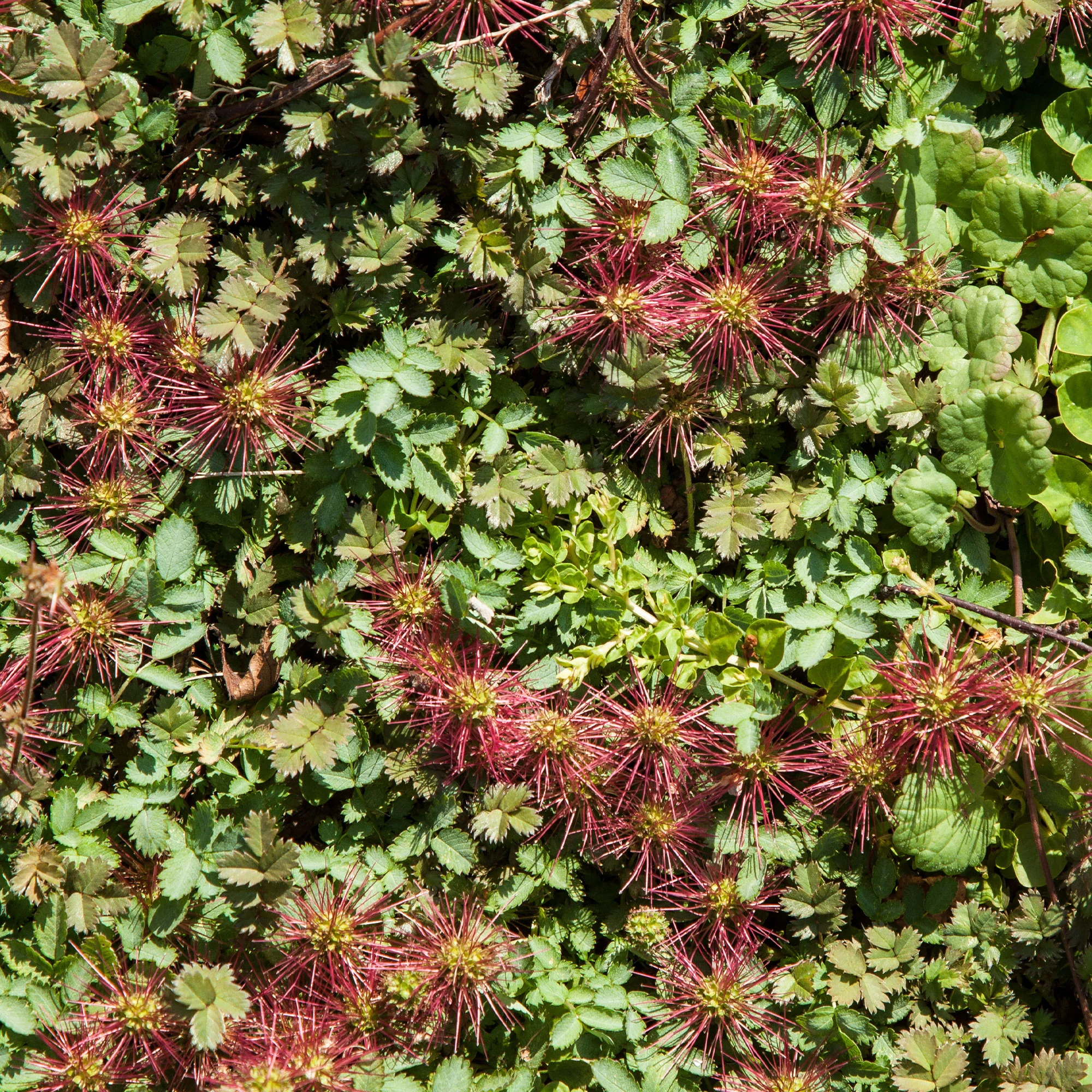 Miniatuur 1