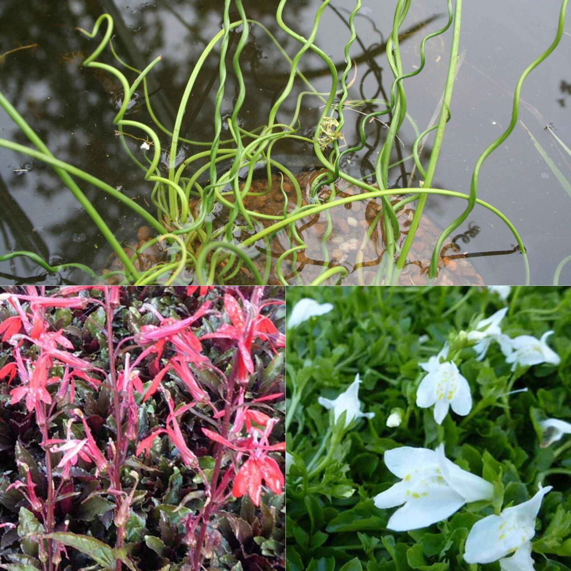 Productafbeelding 1