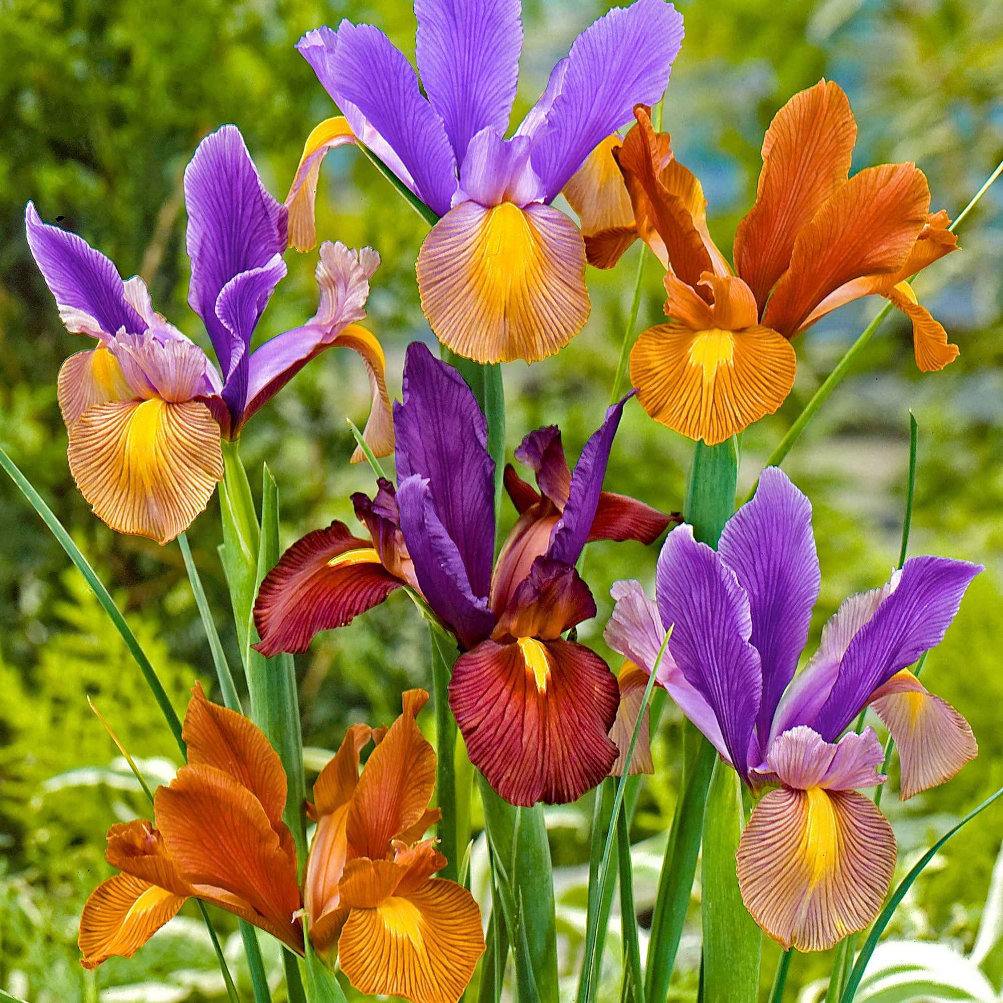 Miniatuur 1