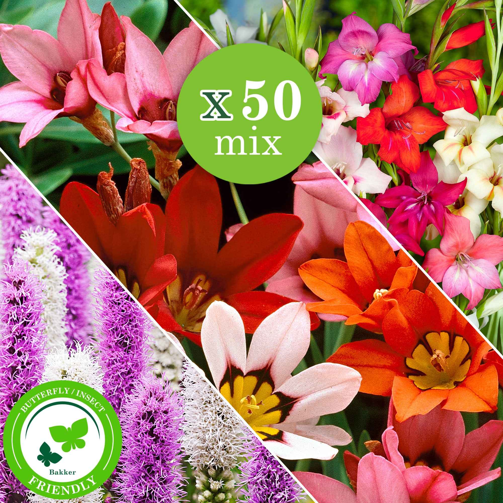 Miniatuur 2
