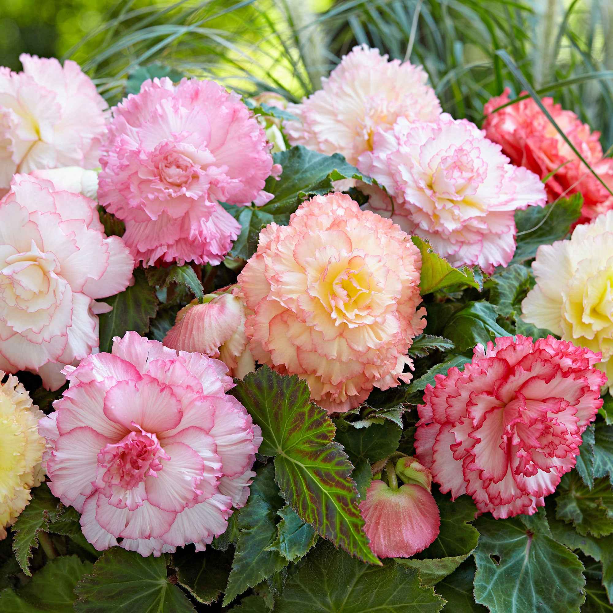 Miniatuur 1