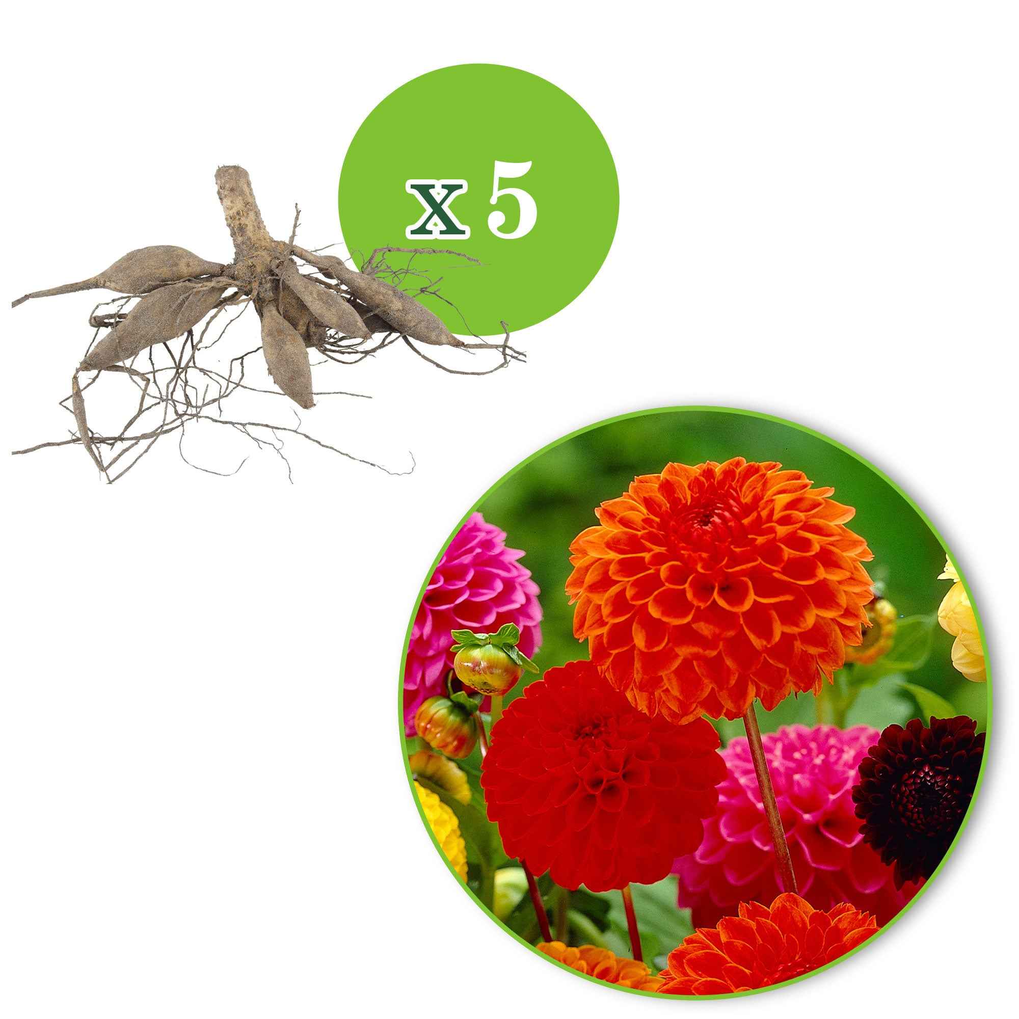 Miniatuur 2