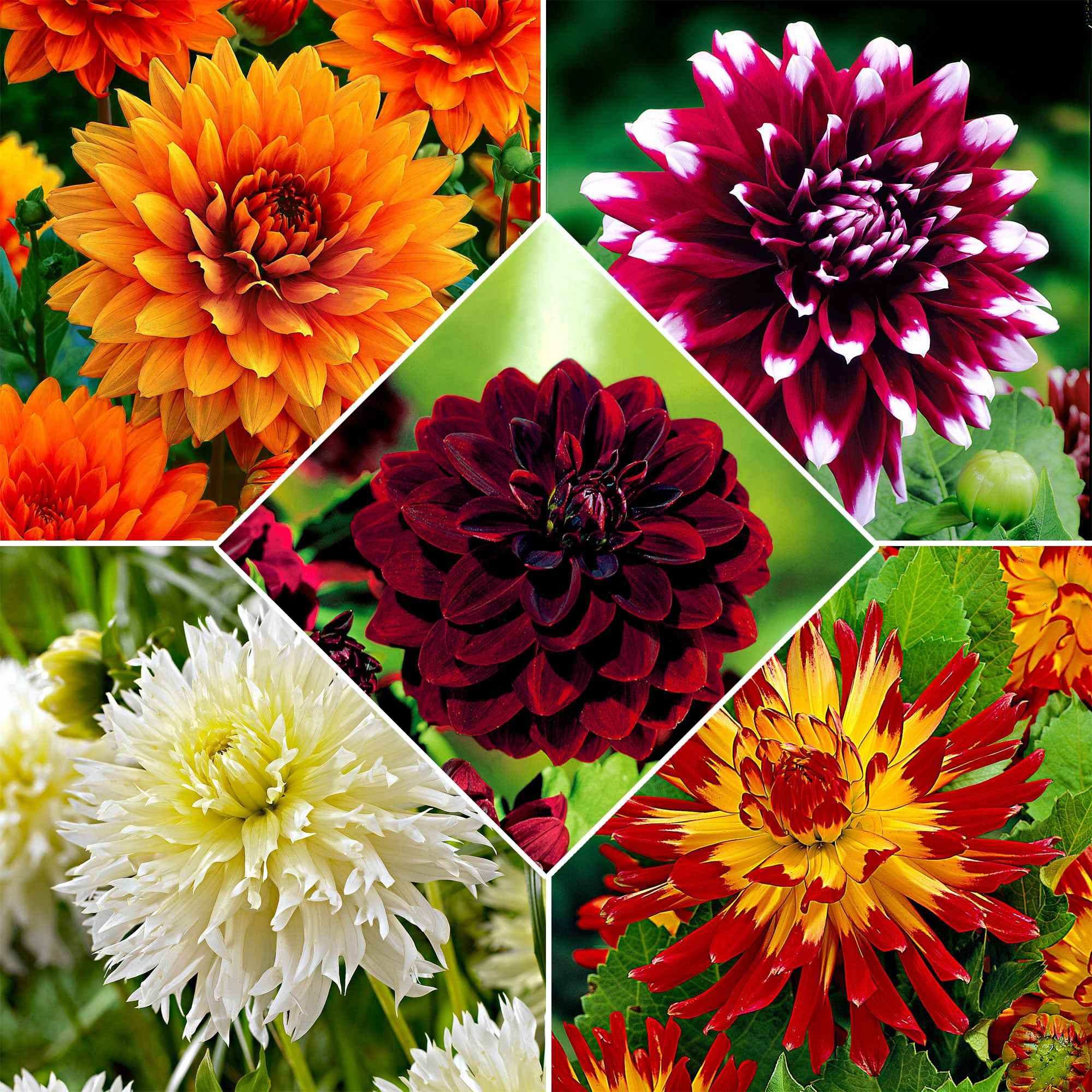Miniatuur 1