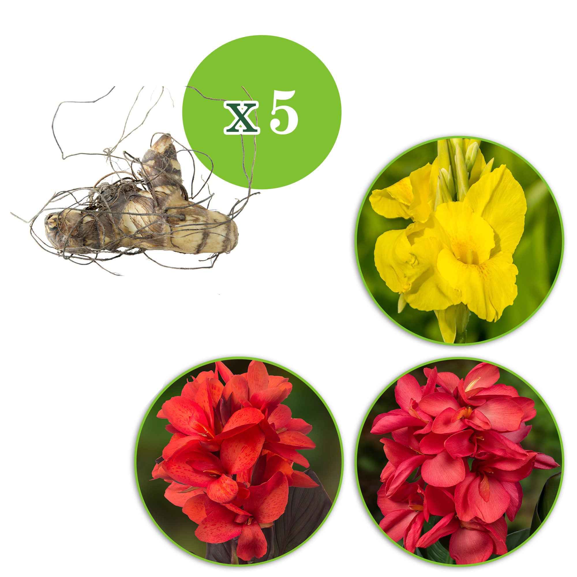 Miniatuur 2