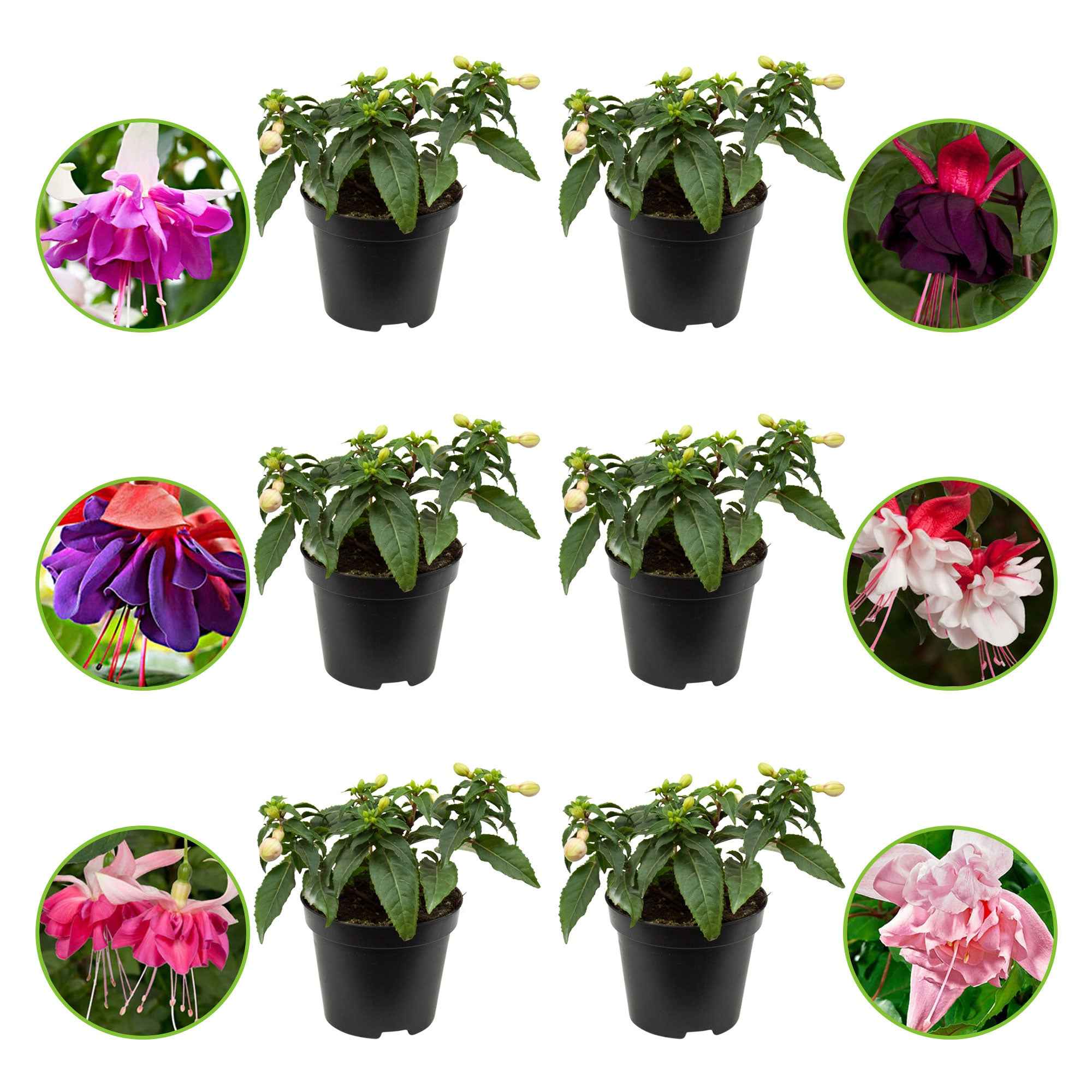 Miniatuur 2