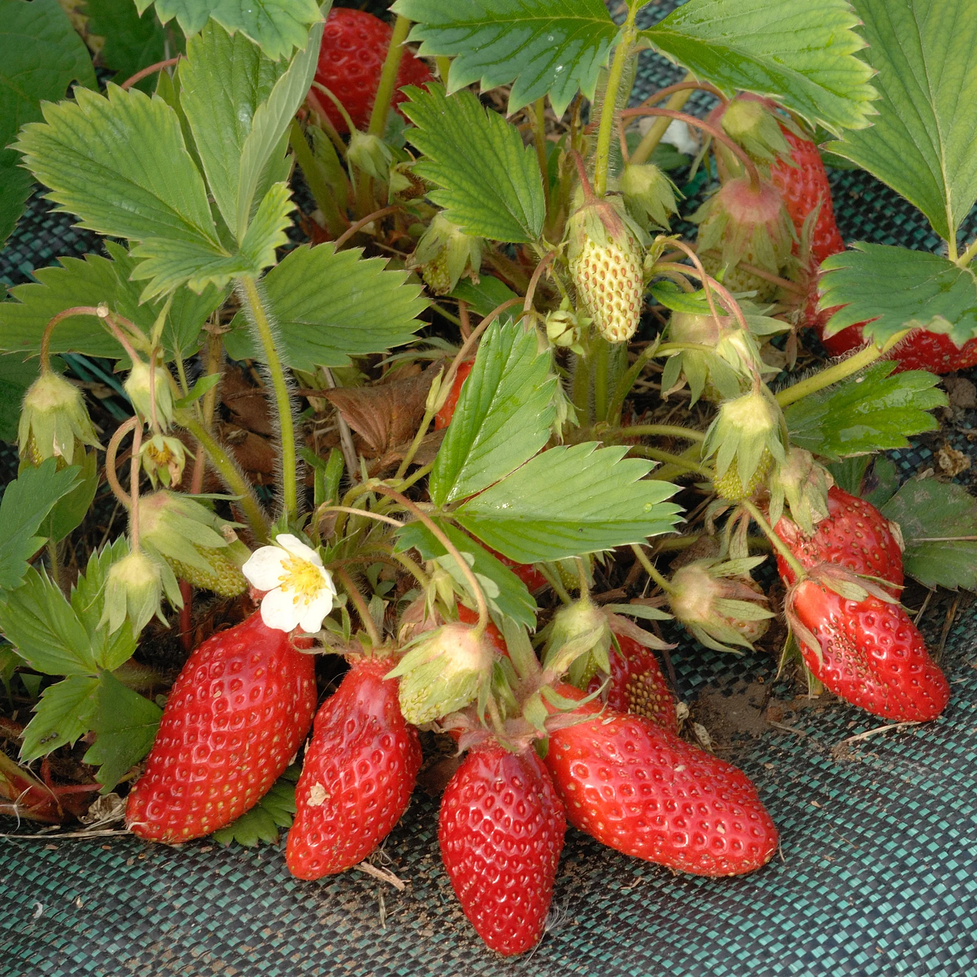 Miniatuur 2