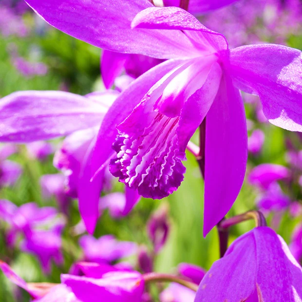 Miniatuur 2