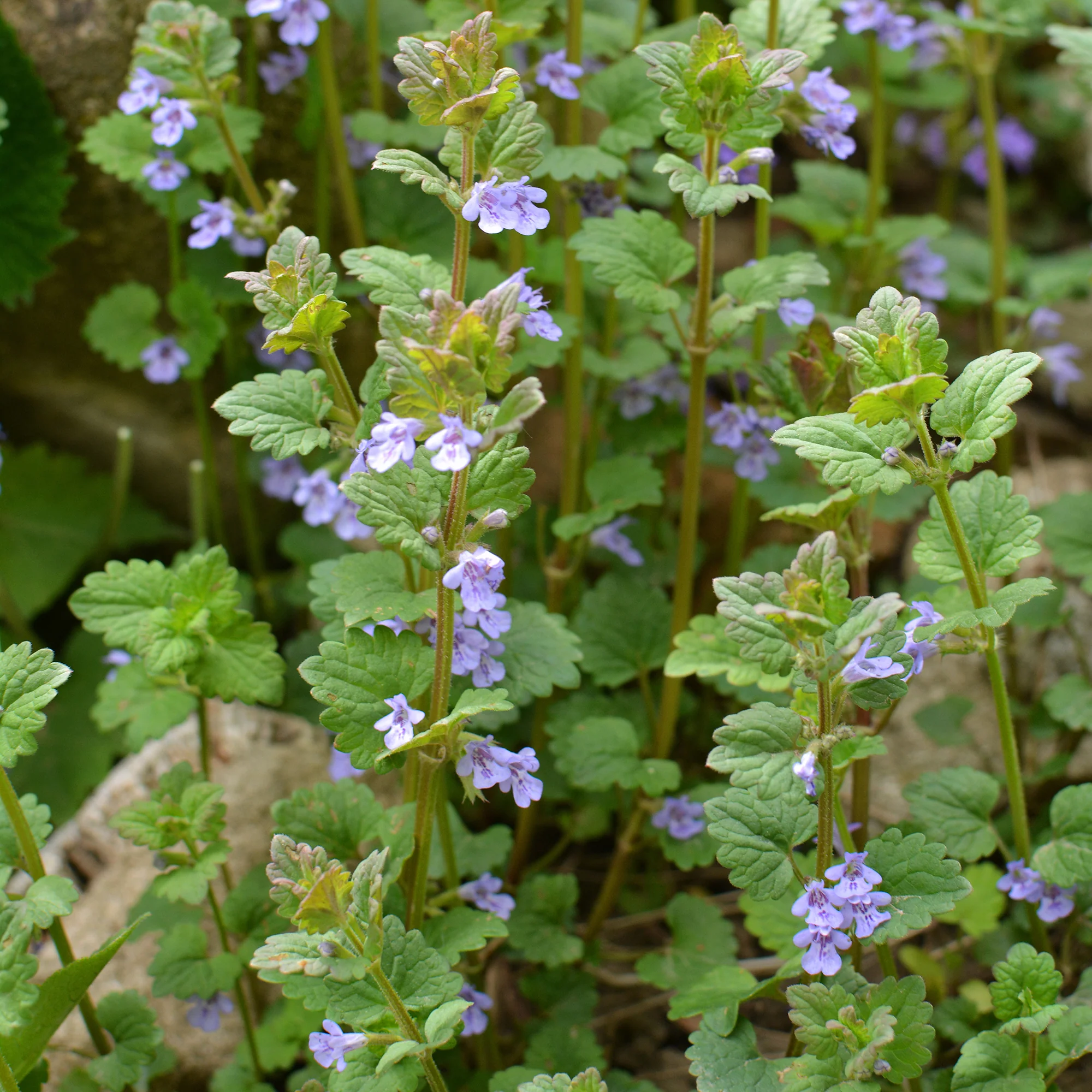 Miniatuur 1