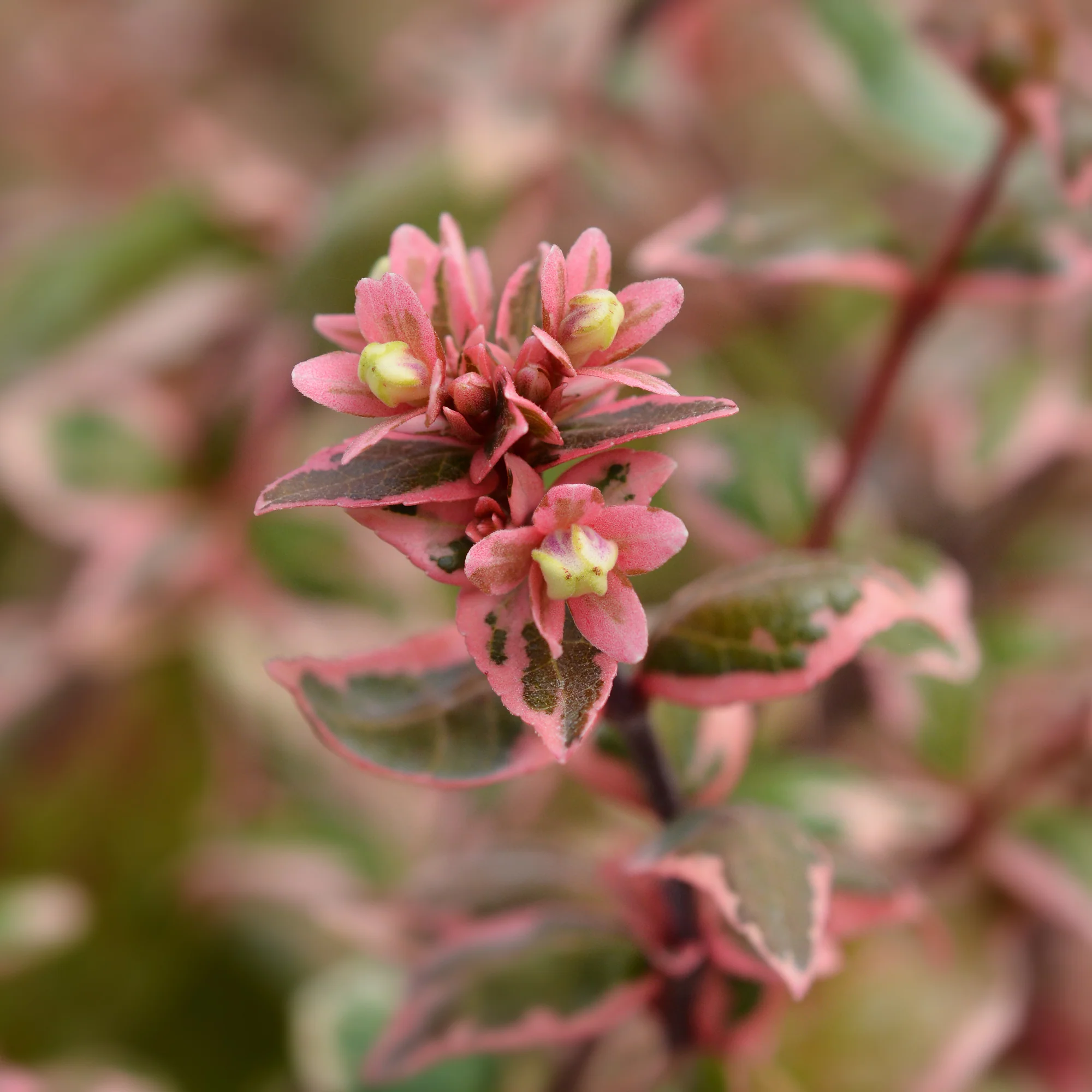 Miniatuur 2