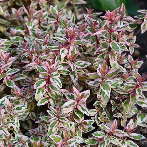 Miniatuur 1
