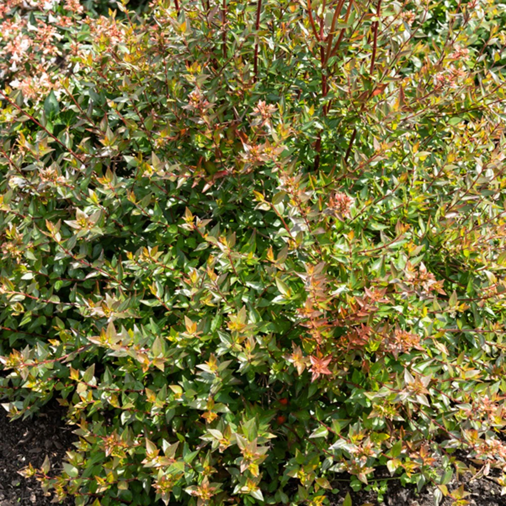 Miniatuur 2