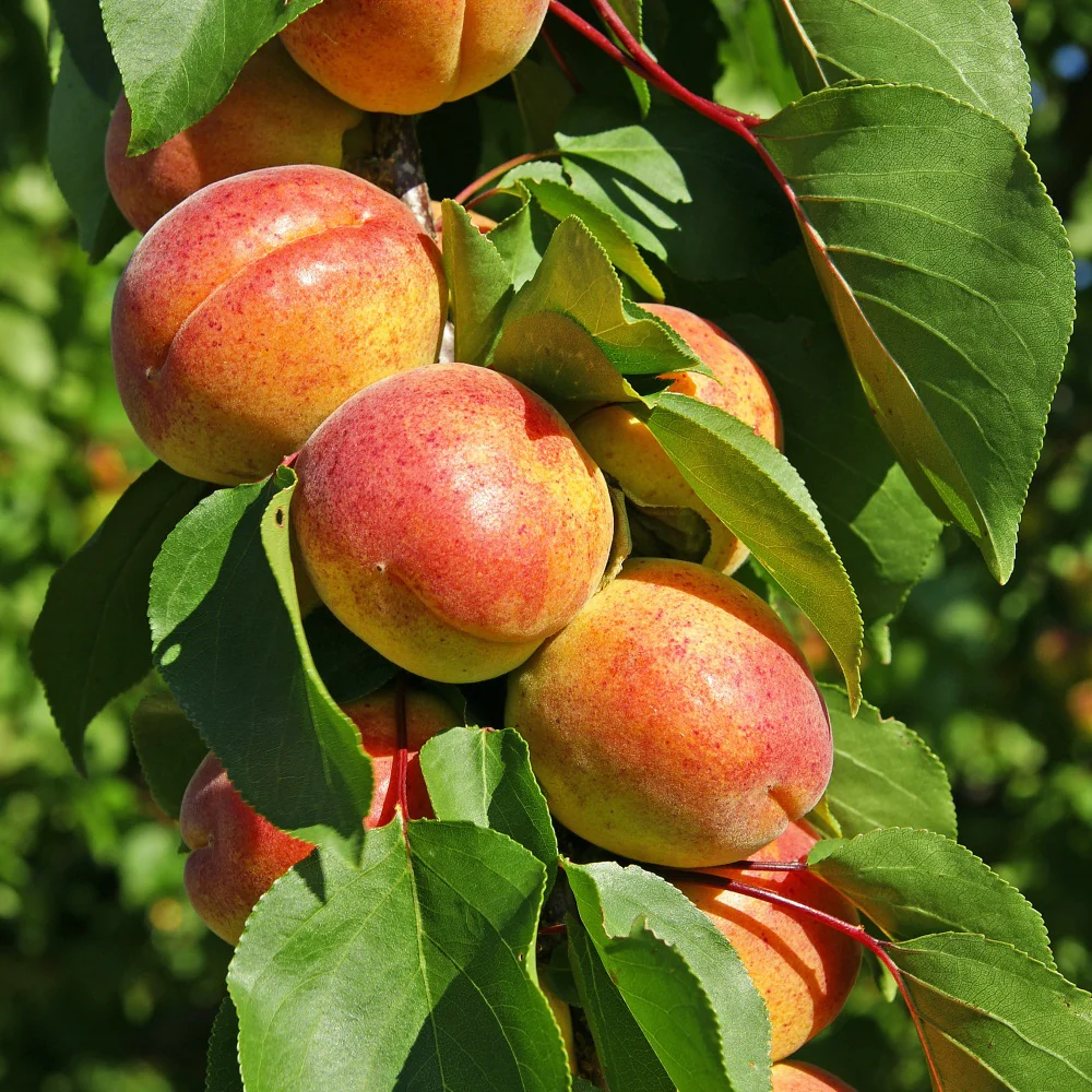 Miniatuur 1