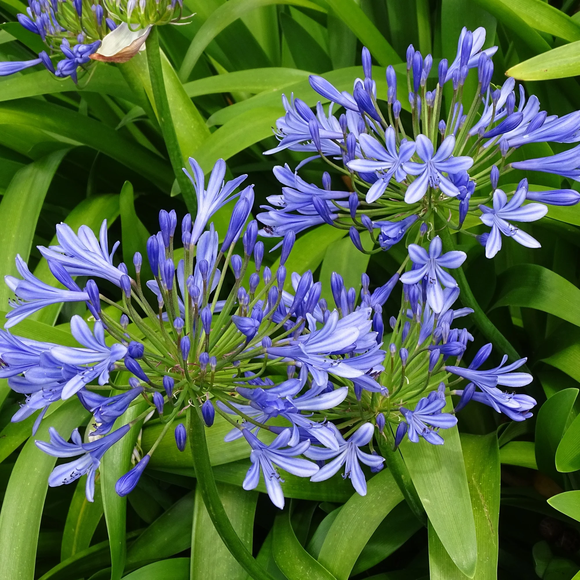 Miniatuur 2