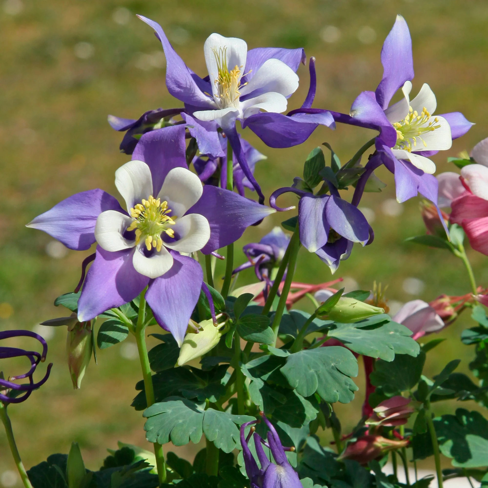 Miniatuur 1