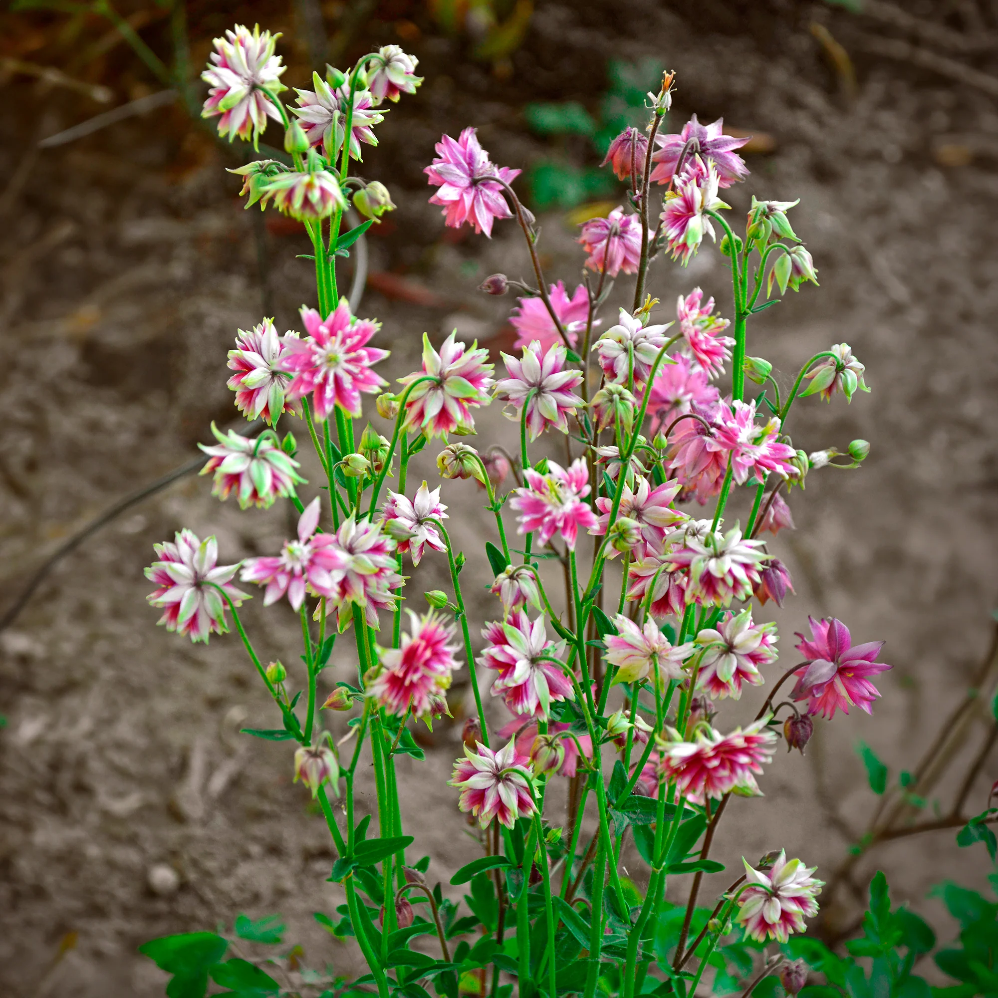 Miniatuur 1