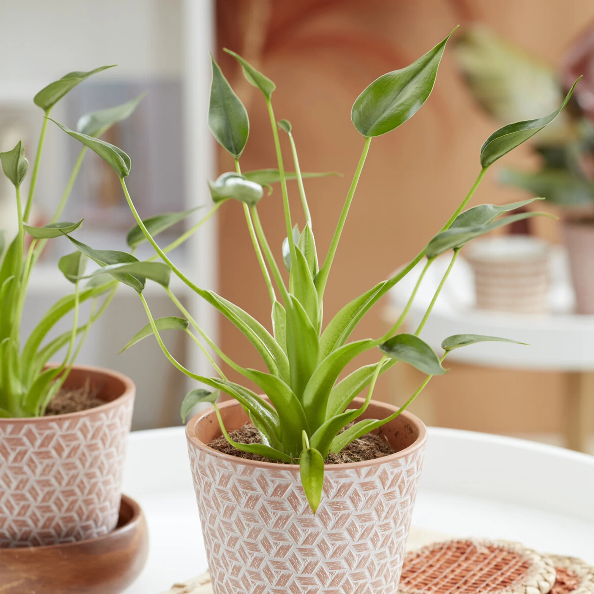 Miniatuur 1