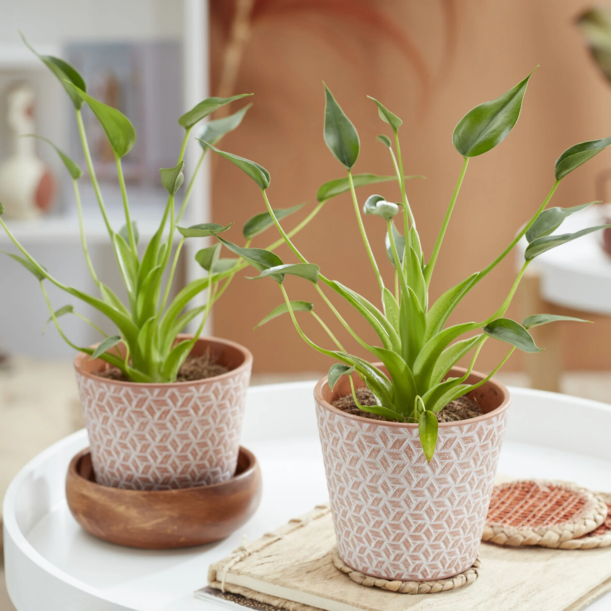 Miniatuur 2