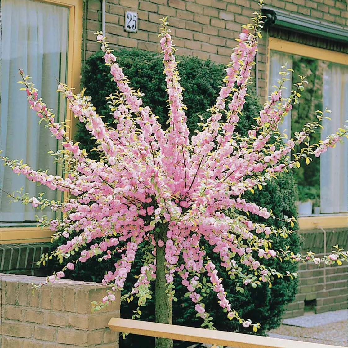 Miniatuur 2