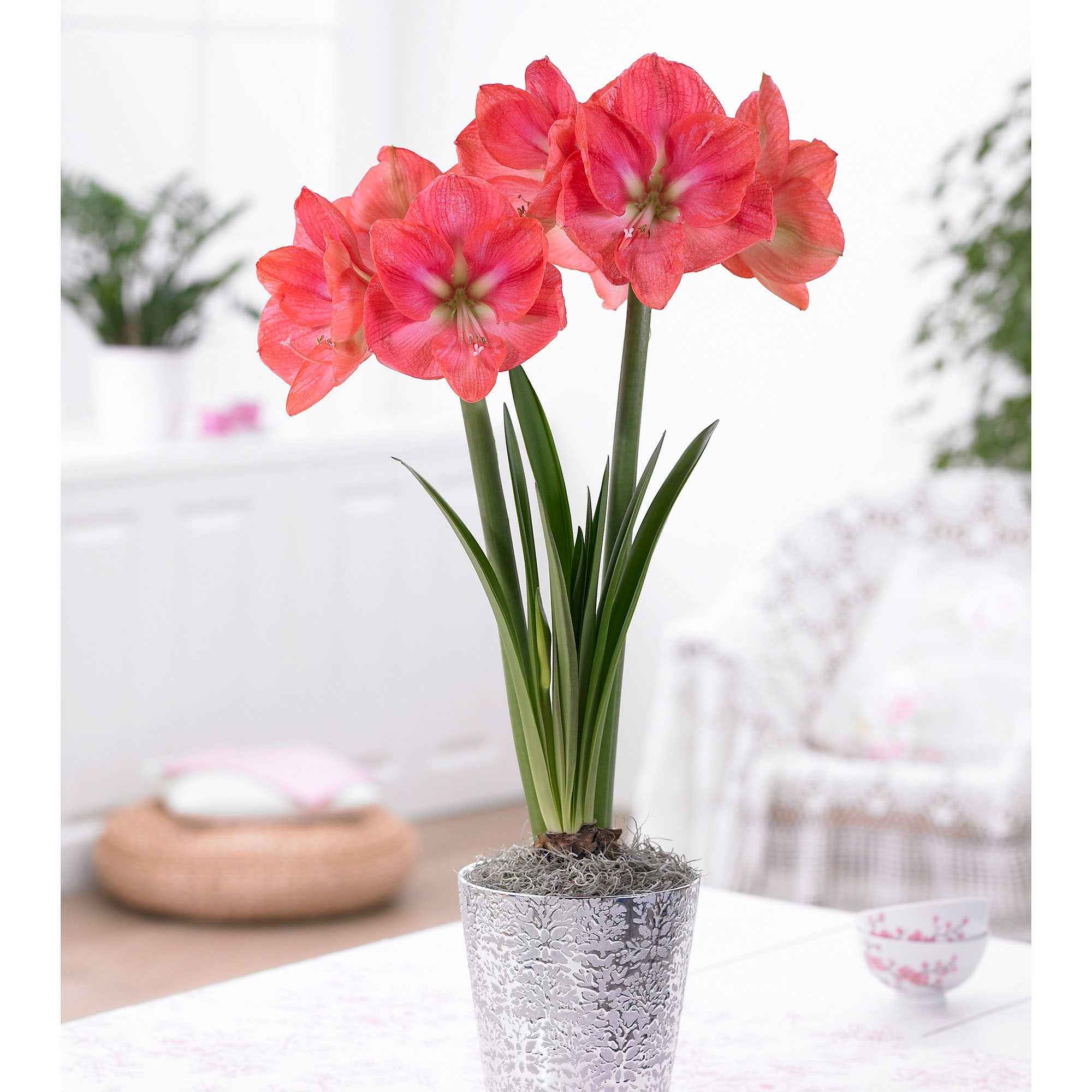 Miniatuur 1