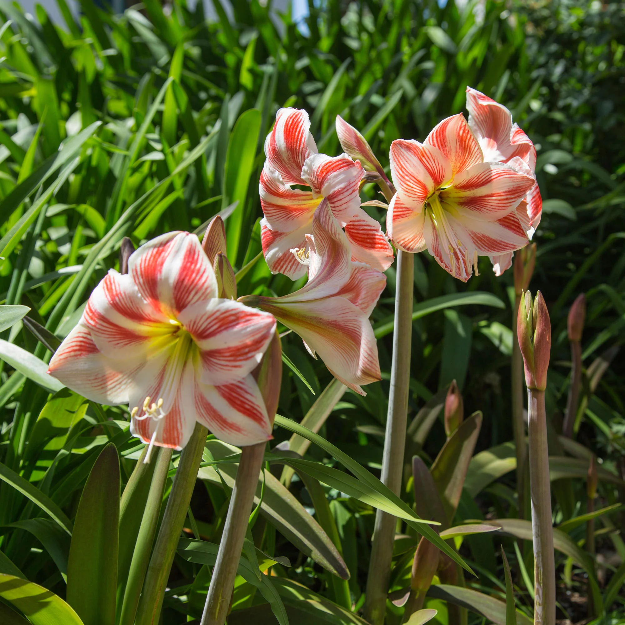 Miniatuur 2