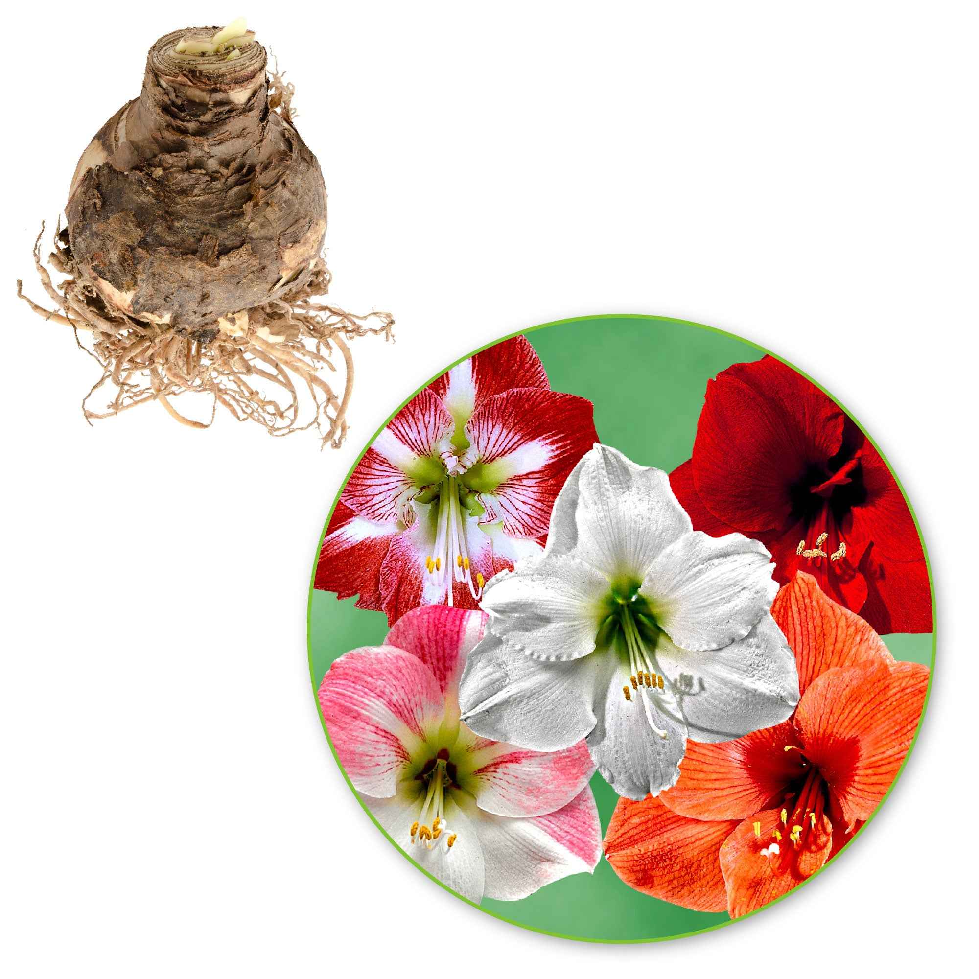 Miniatuur 2
