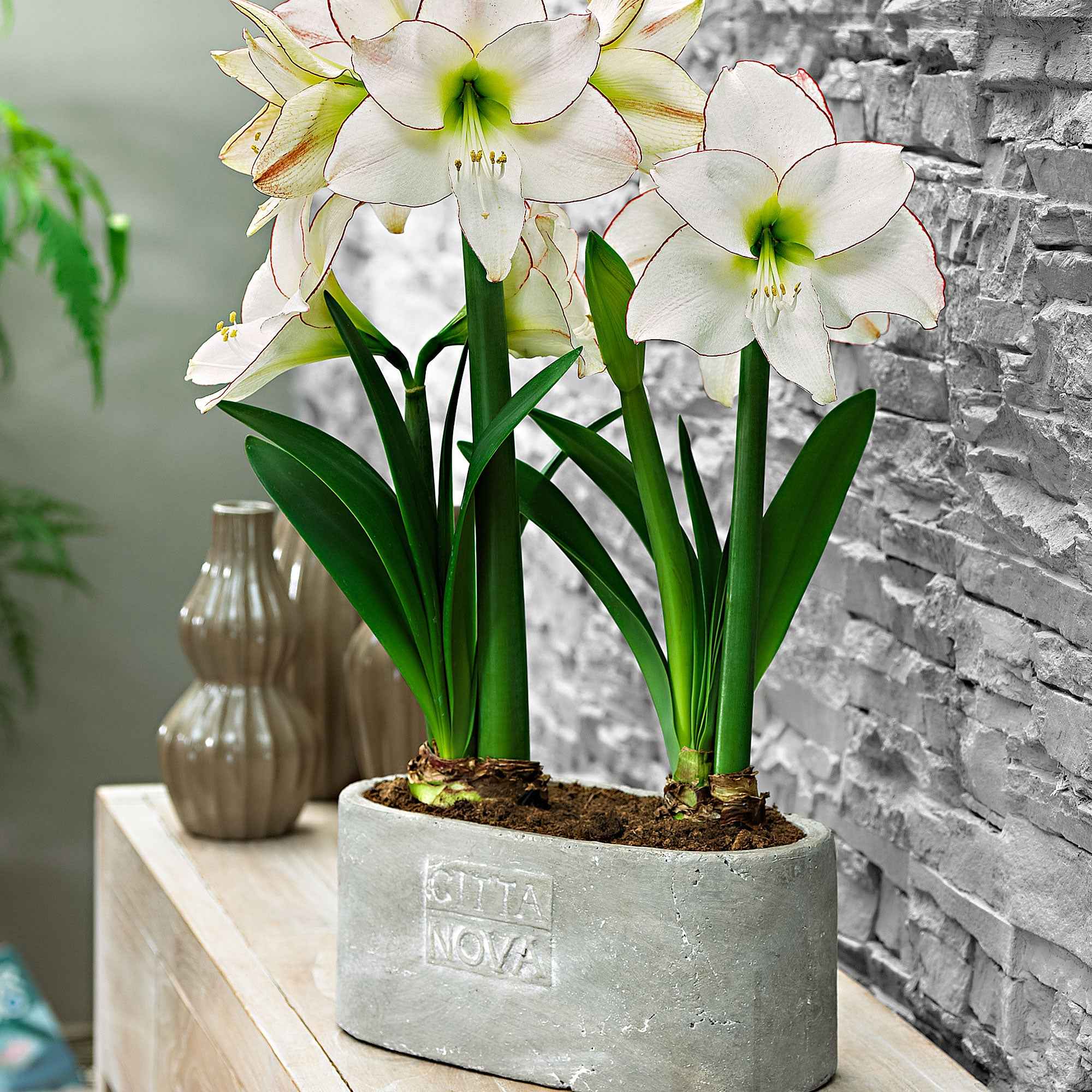 Miniatuur 1