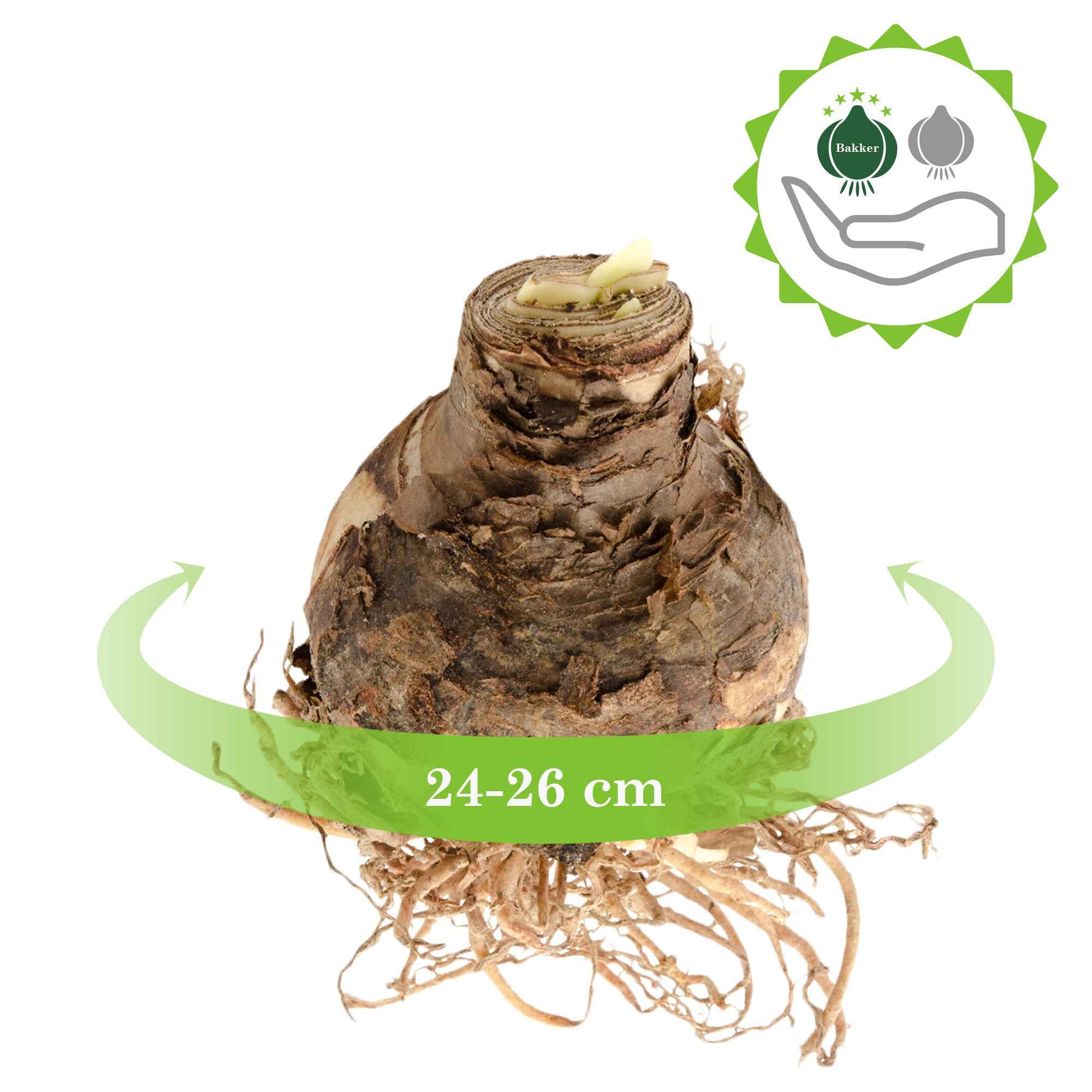Miniatuur 2