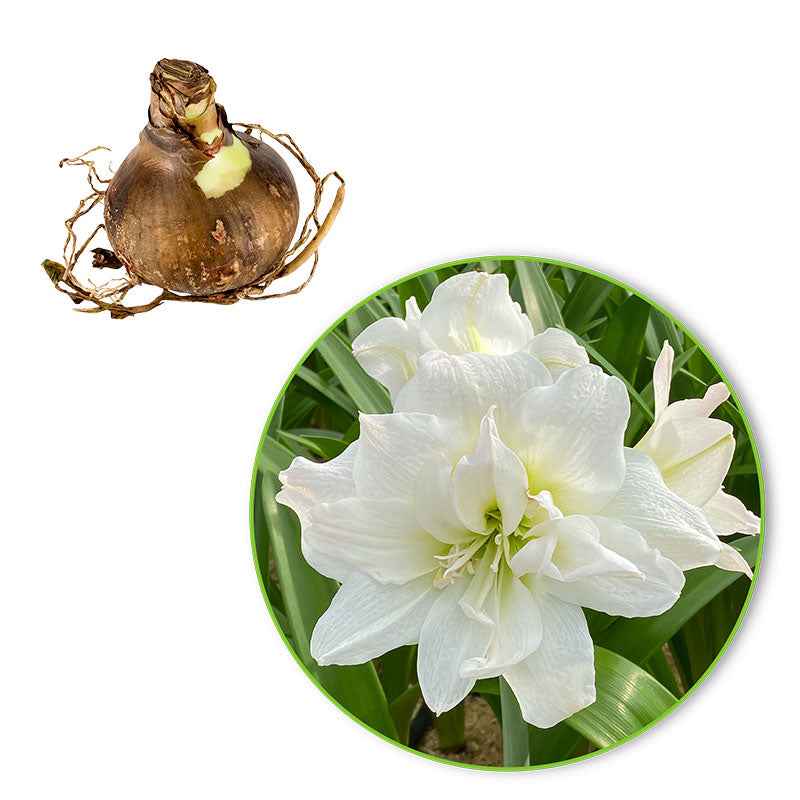 Miniatuur 2