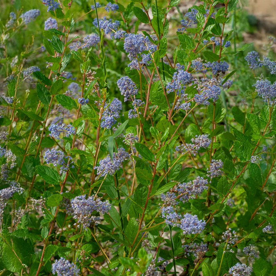 Miniatuur 2