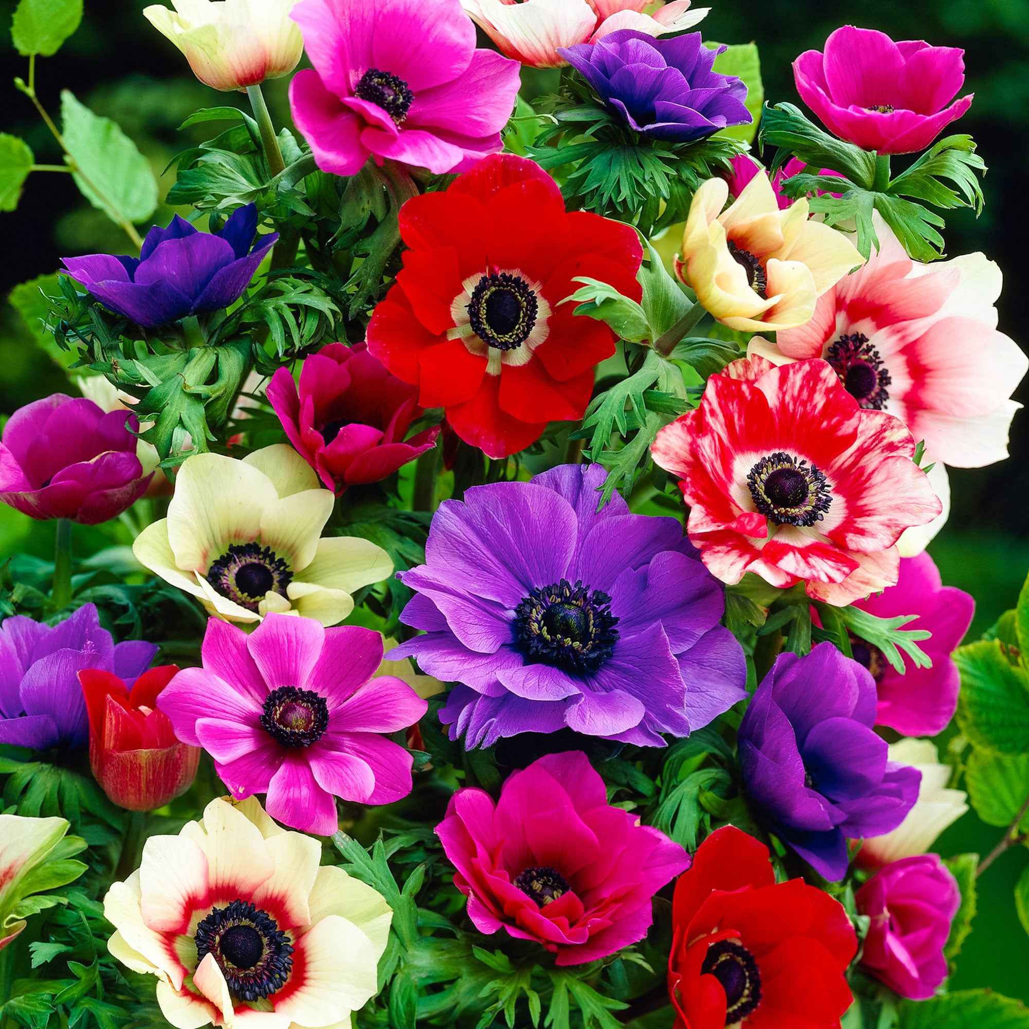 Miniatuur 2