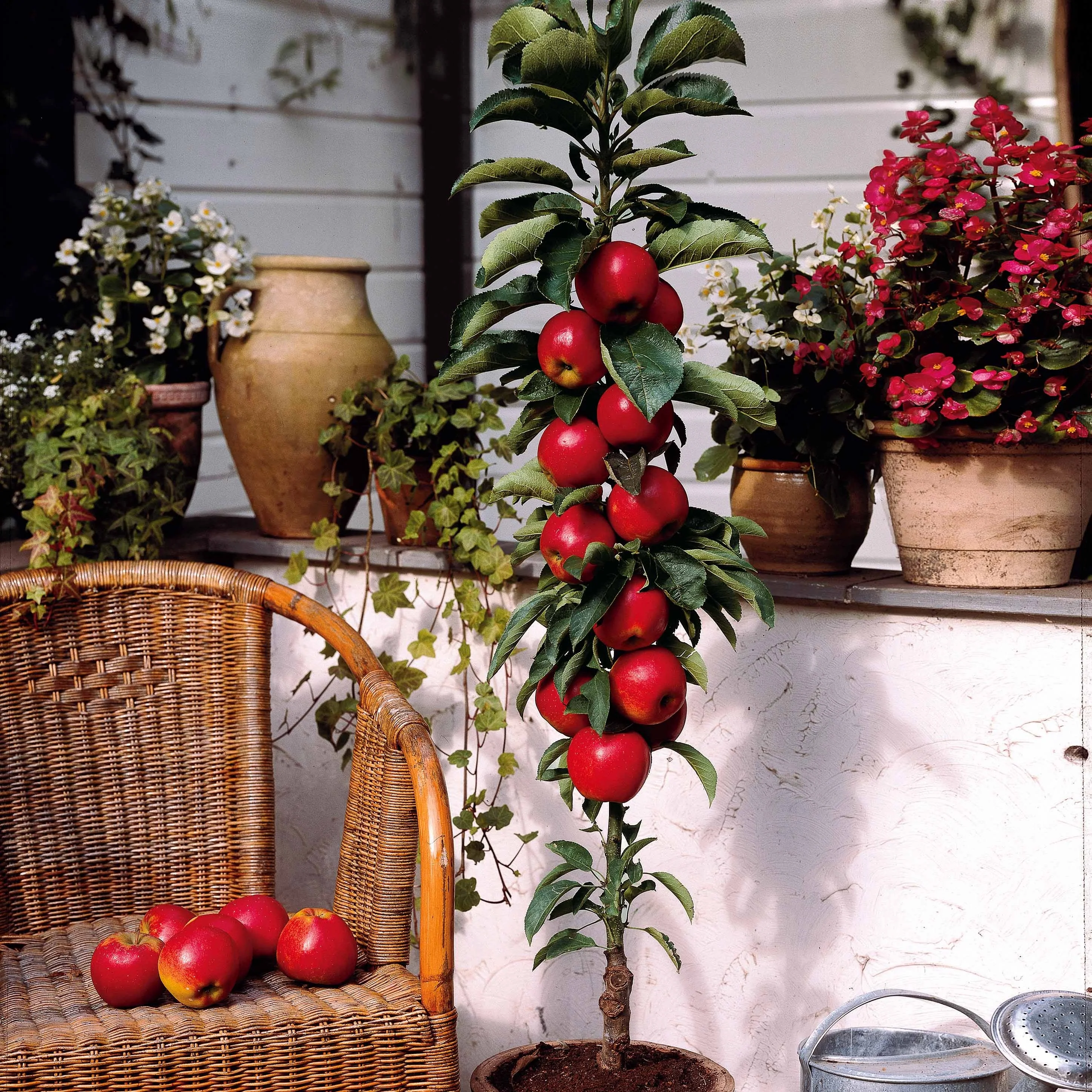 Miniatuur 1