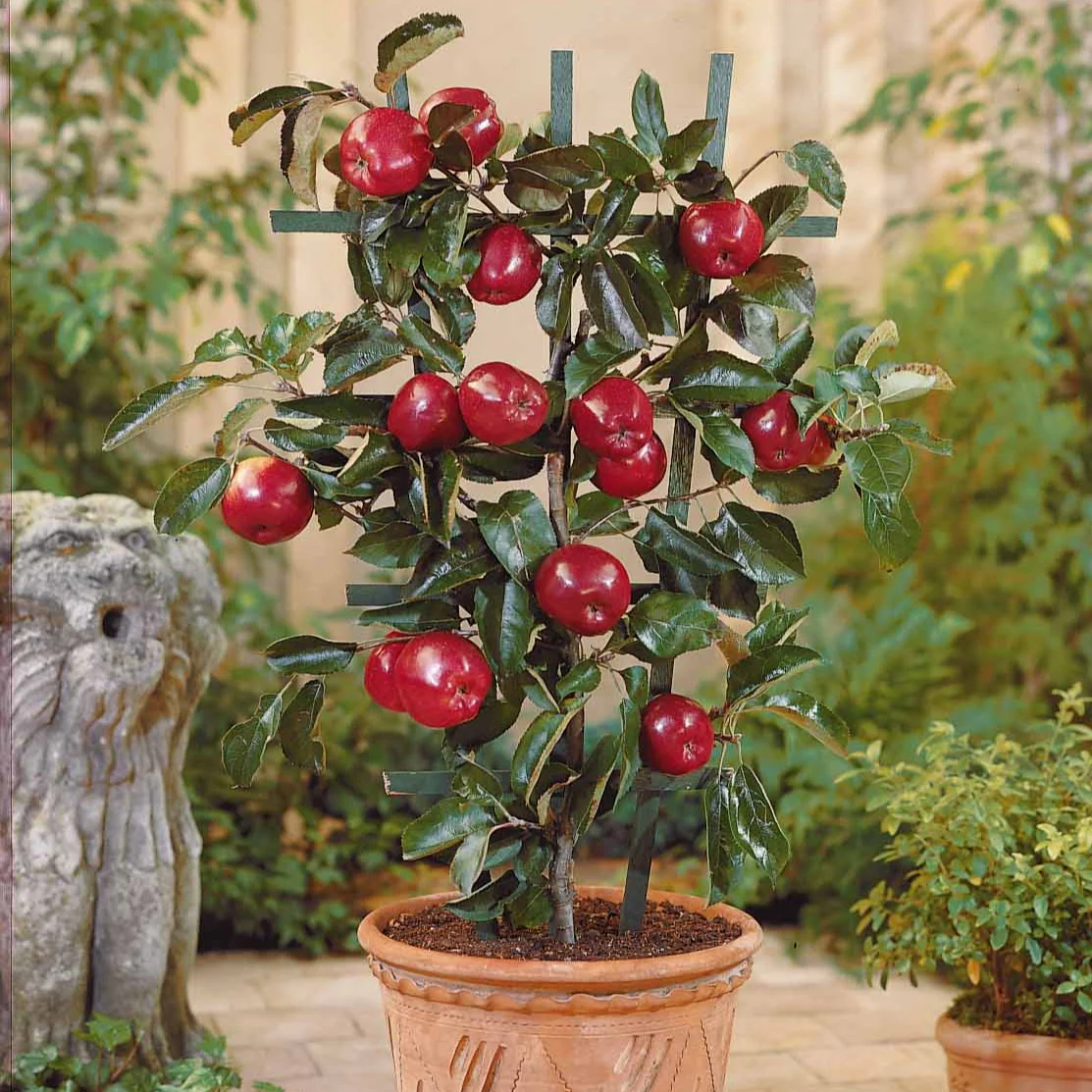 Miniatuur 2