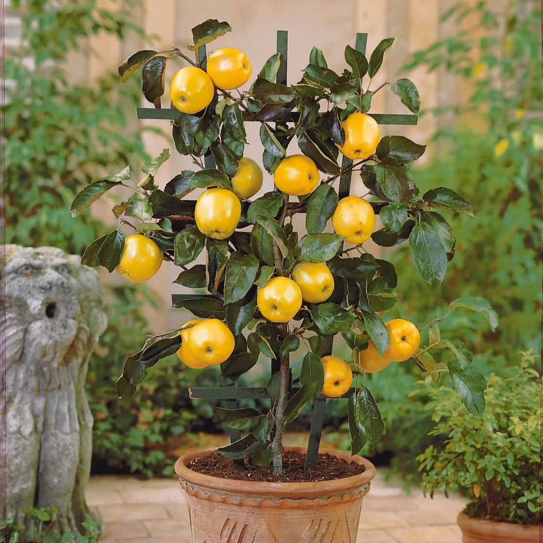 Miniatuur 1