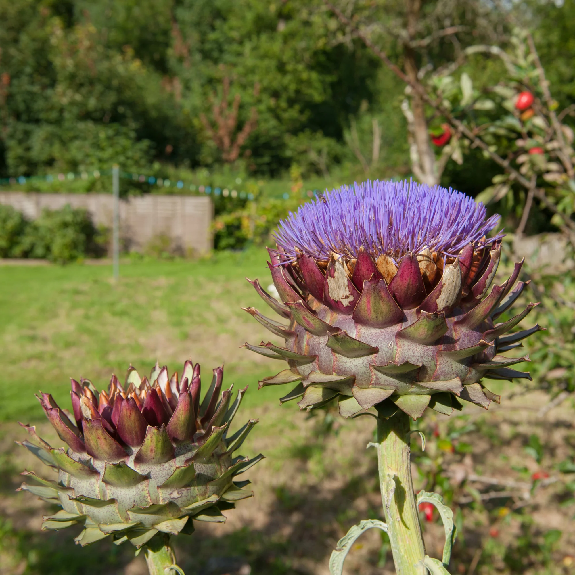 Miniatuur 1