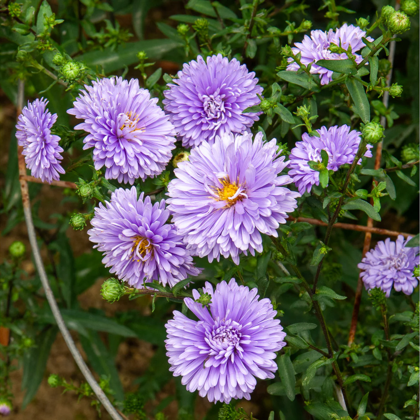 Miniatuur 1