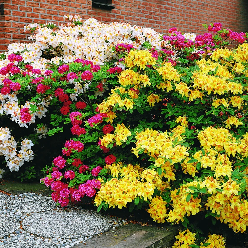 Miniatuur 2