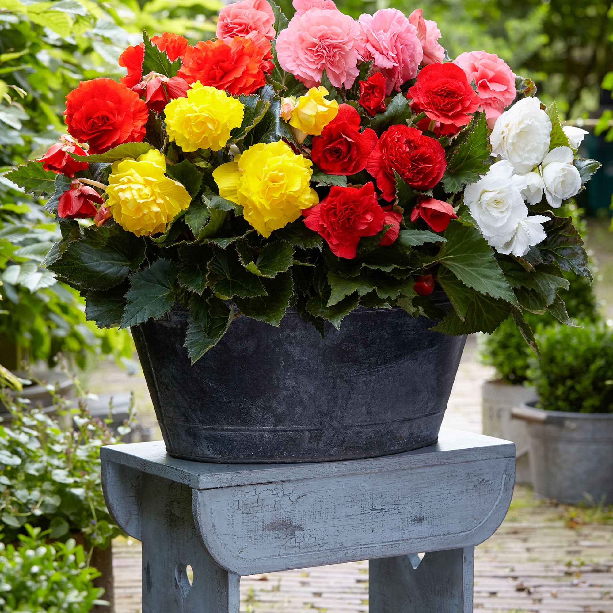Miniatuur 1
