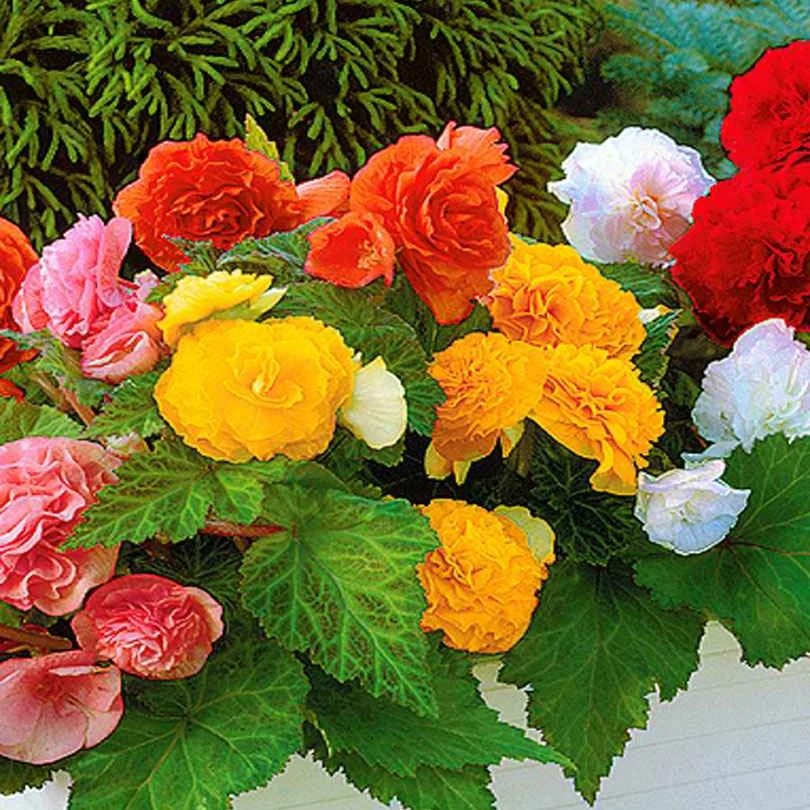 Miniatuur 2