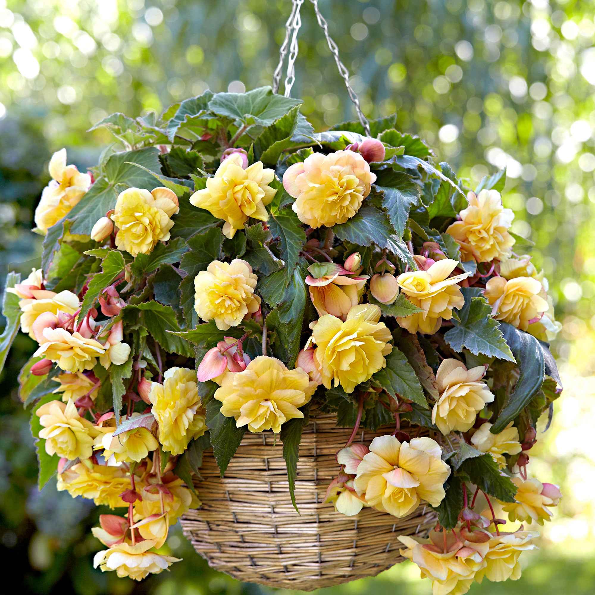 Miniatuur 2