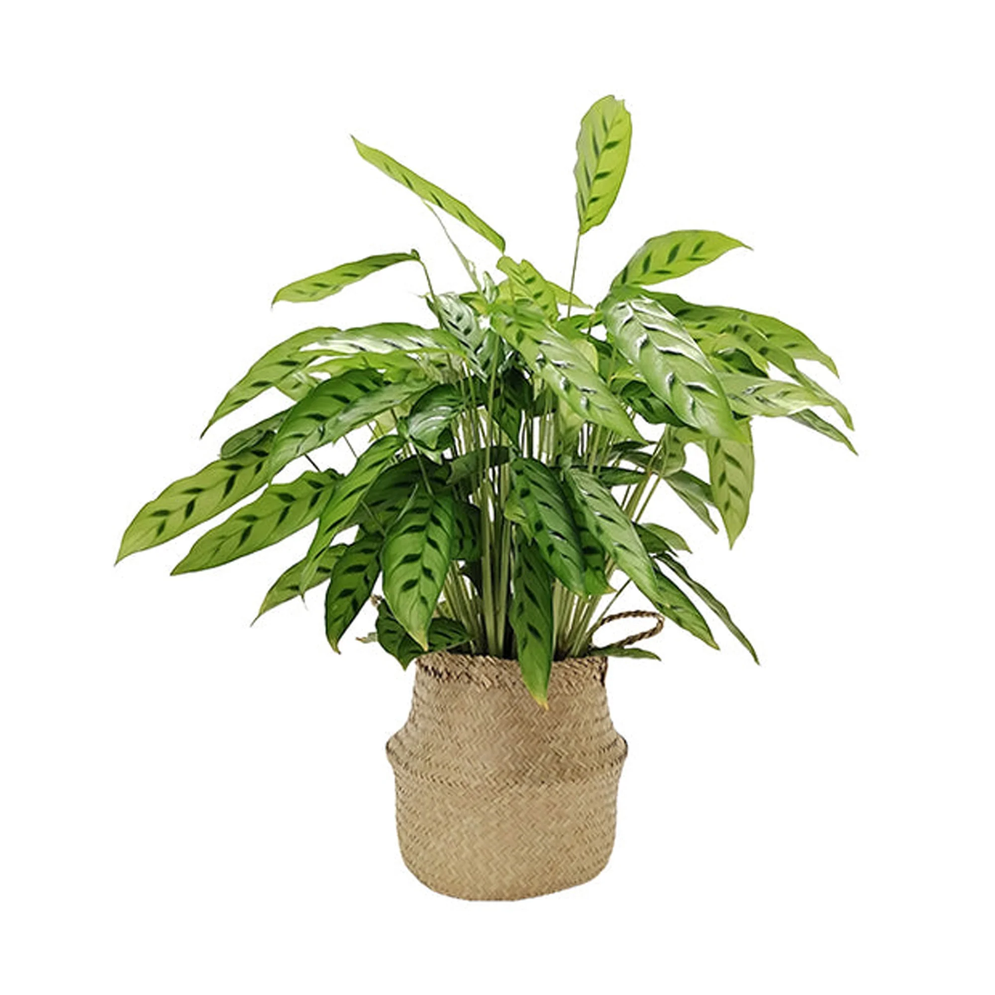 Miniatuur 1