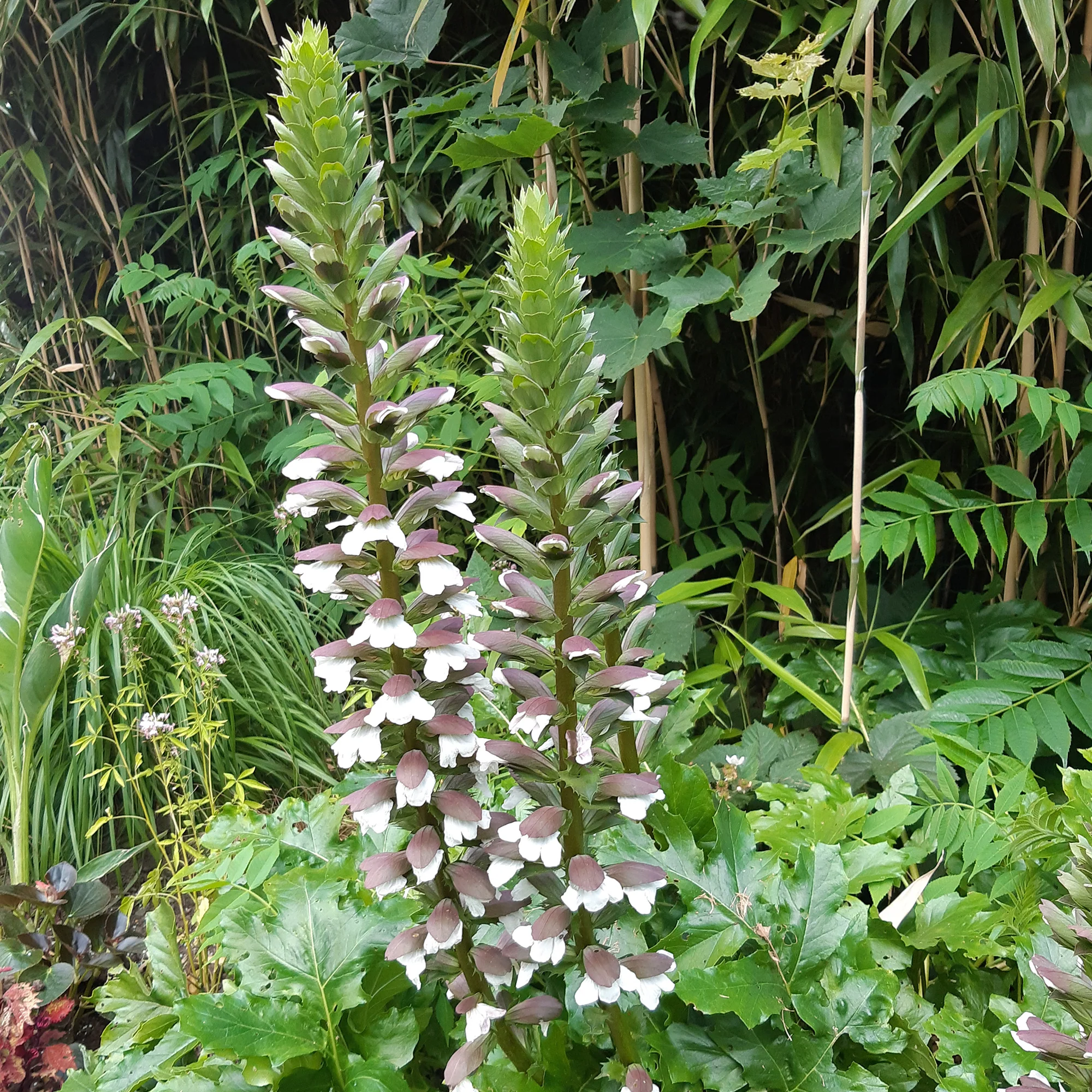 Miniatuur 1