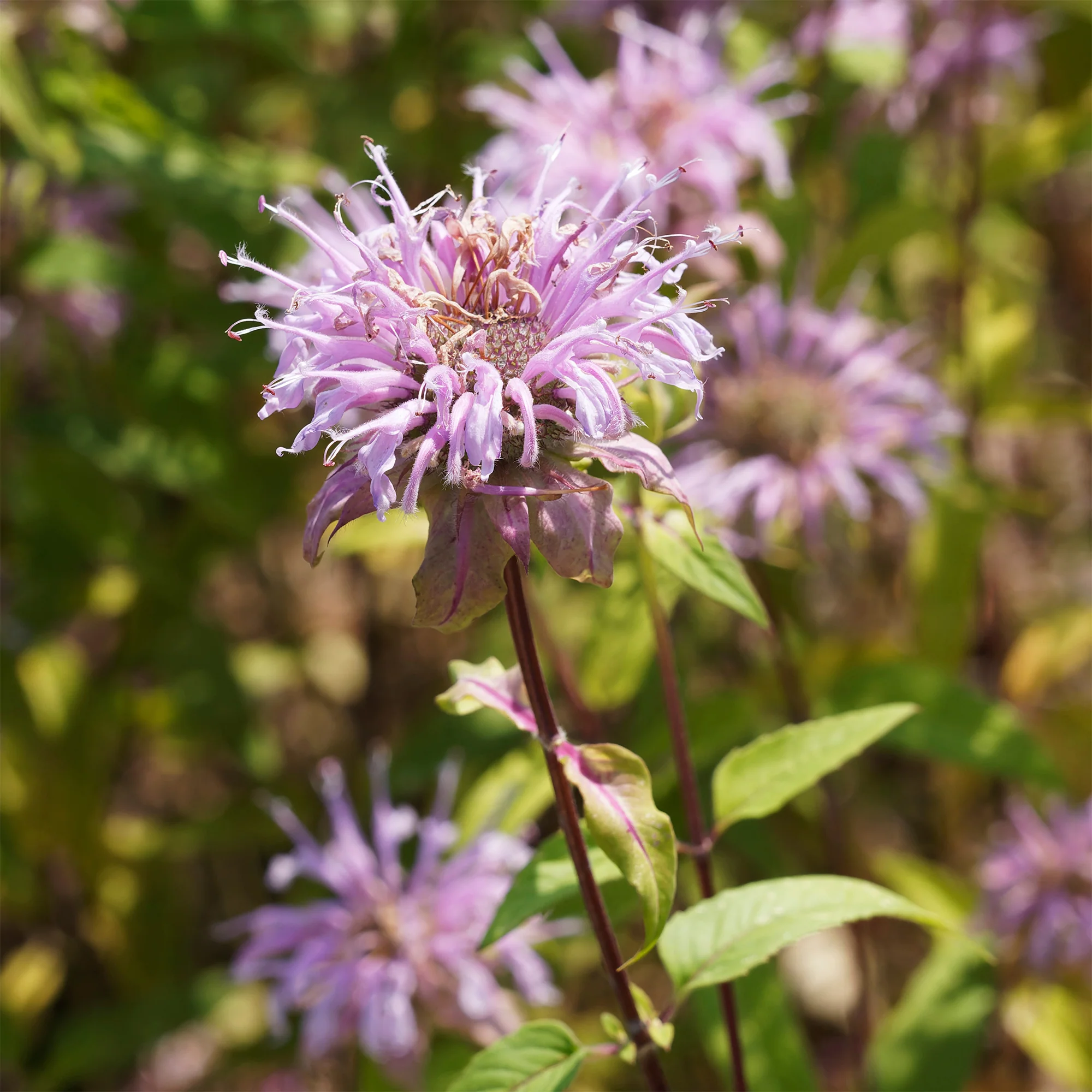 Miniatuur 2