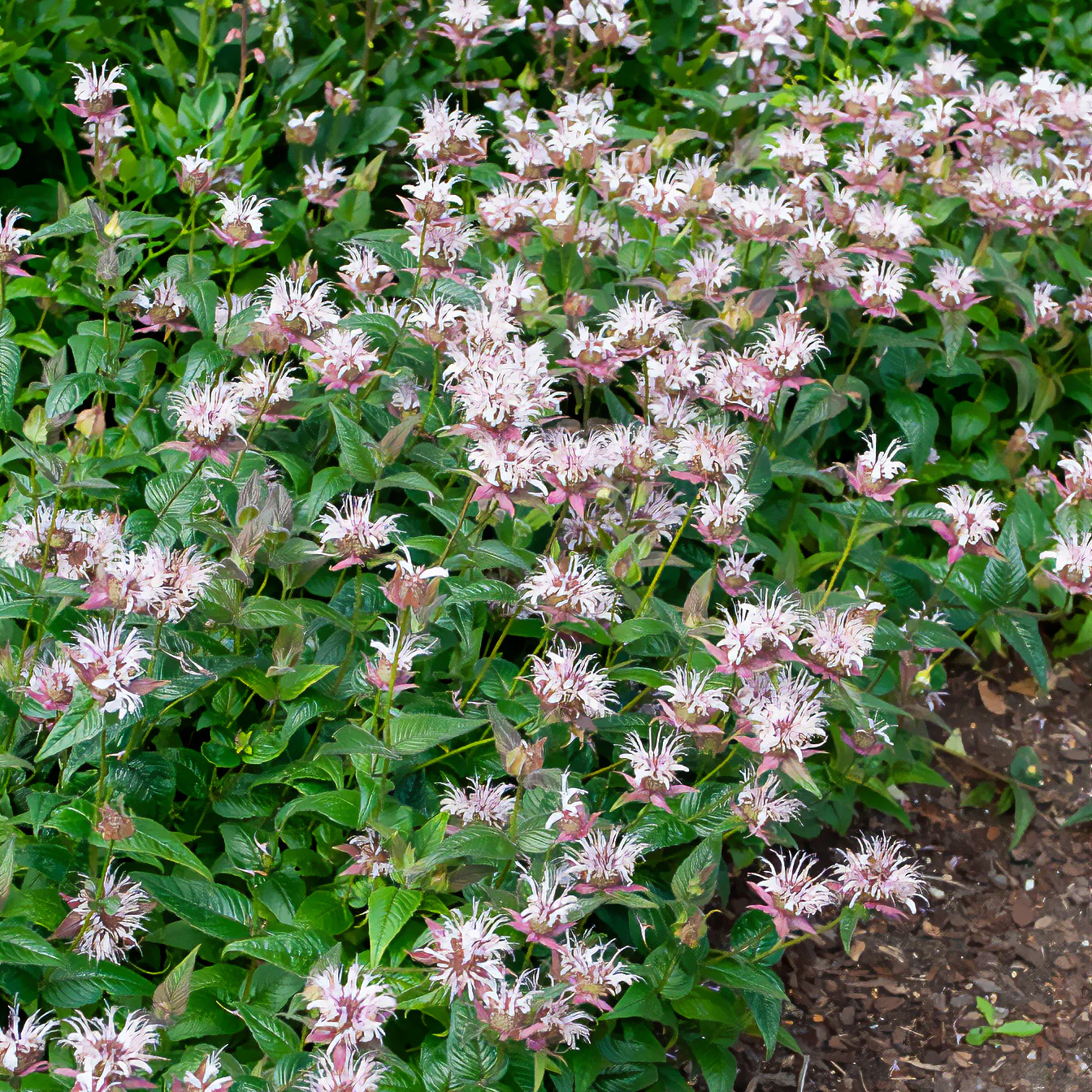 Productafbeelding 4